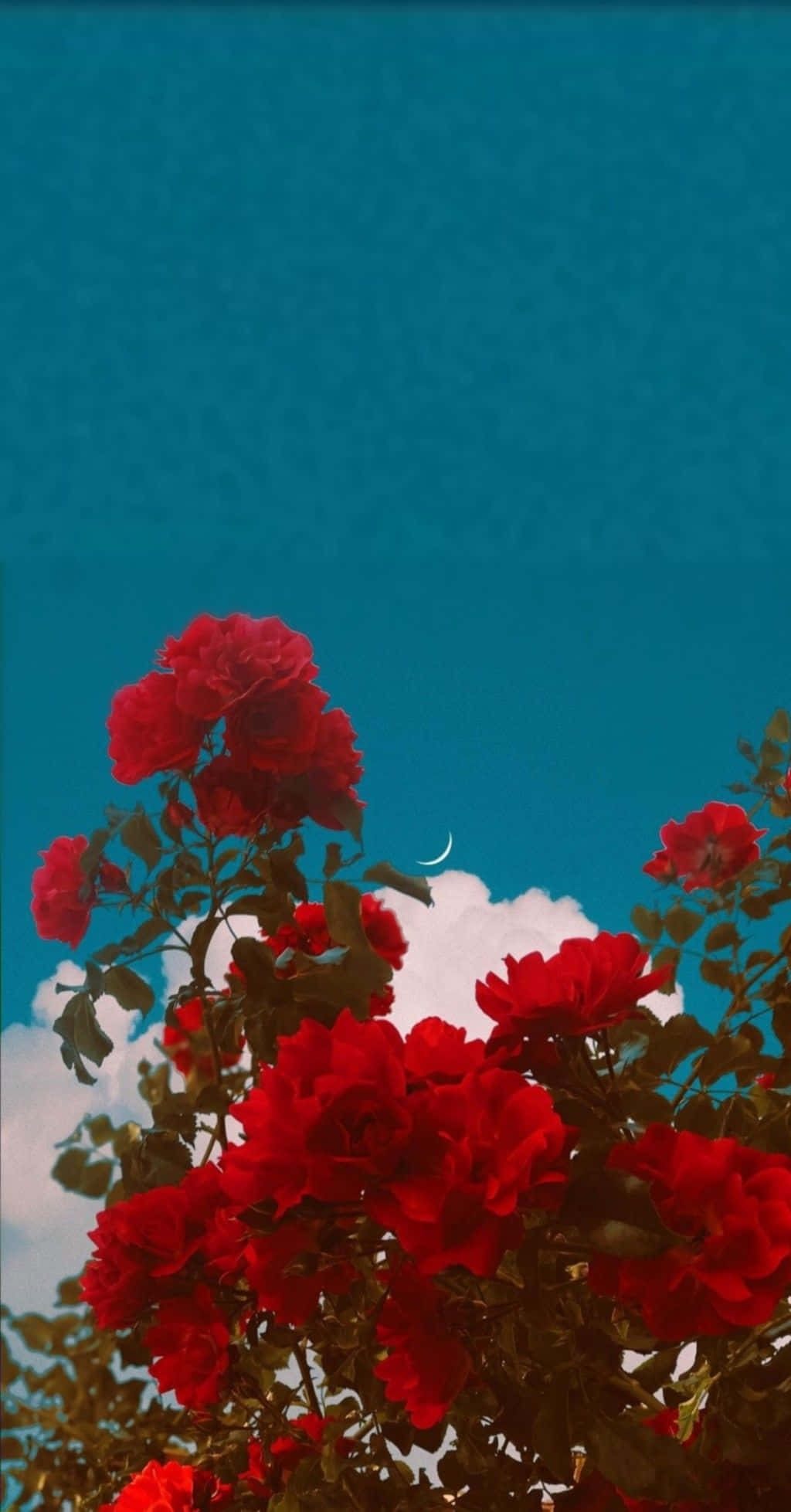 red flower aesthetic, vibrant red roses, teal sky, Full HD Phone Wallpaper