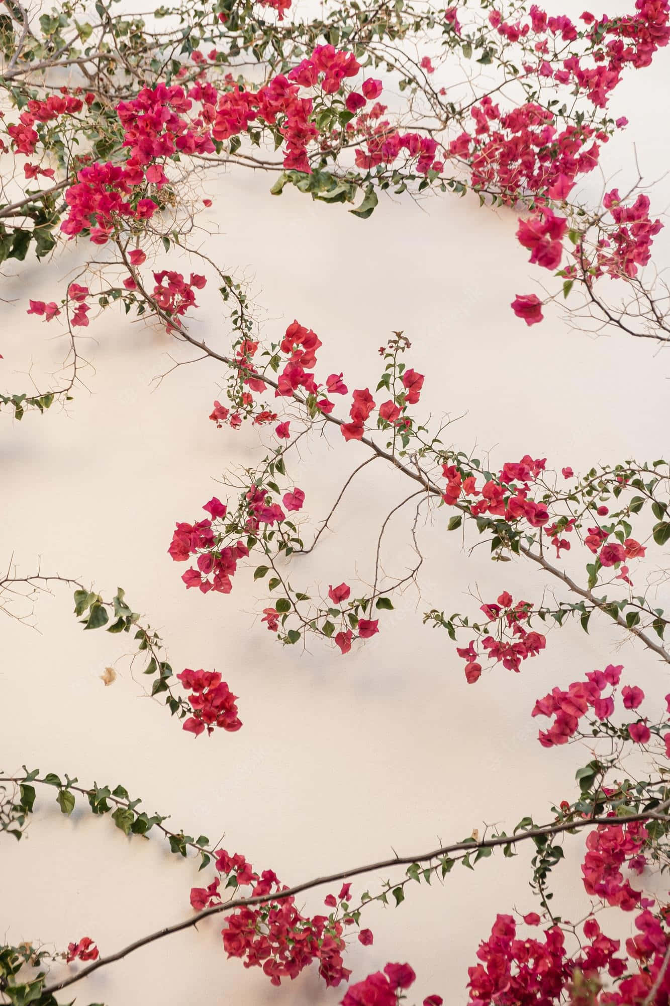 red flower aesthetic, bougainvillea, pink bougainvillea, Full HD Phone Wallpaper