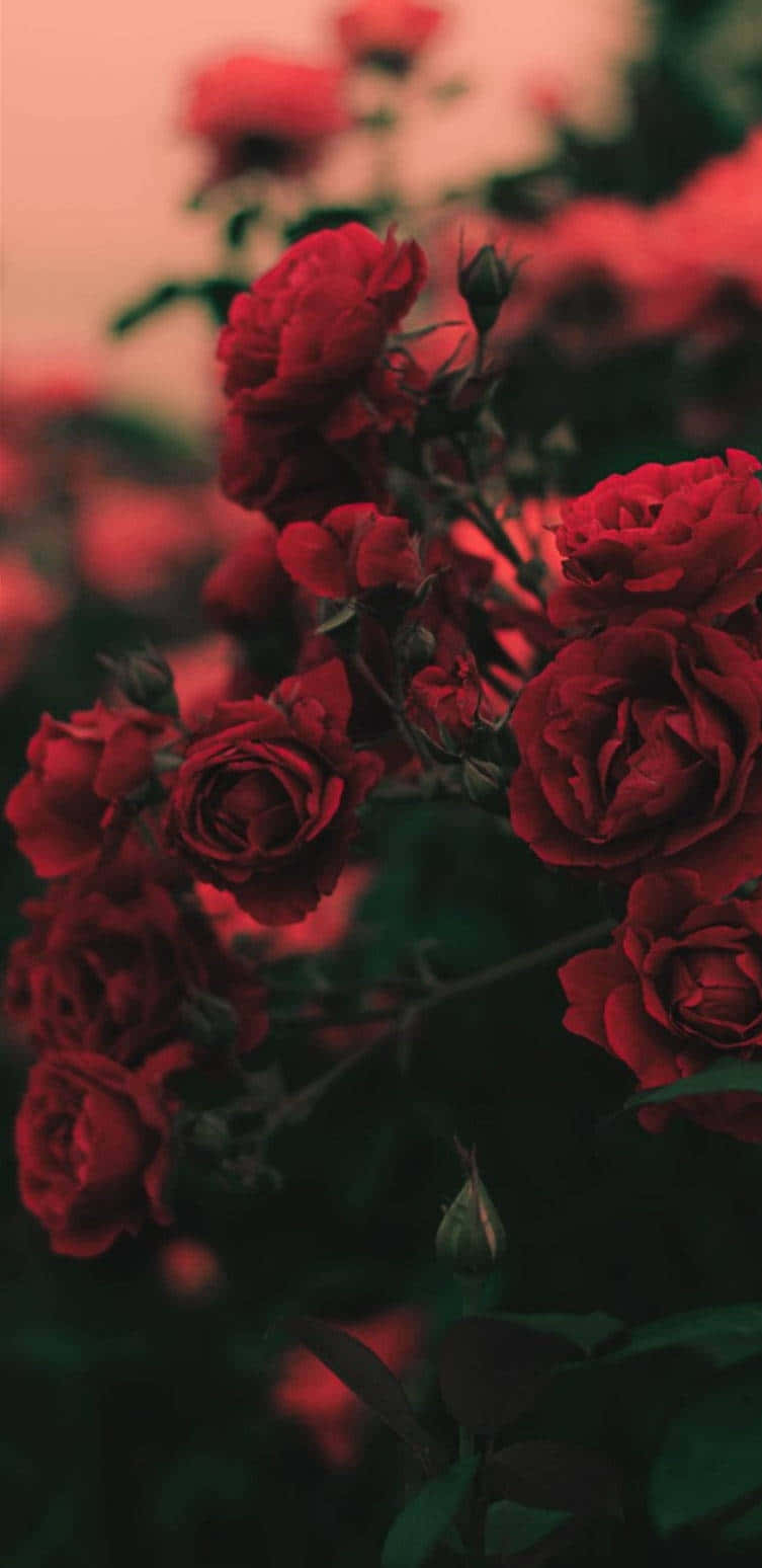 red flower aesthetic, deep red roses, dusky pink sky, HD Phone Wallpaper