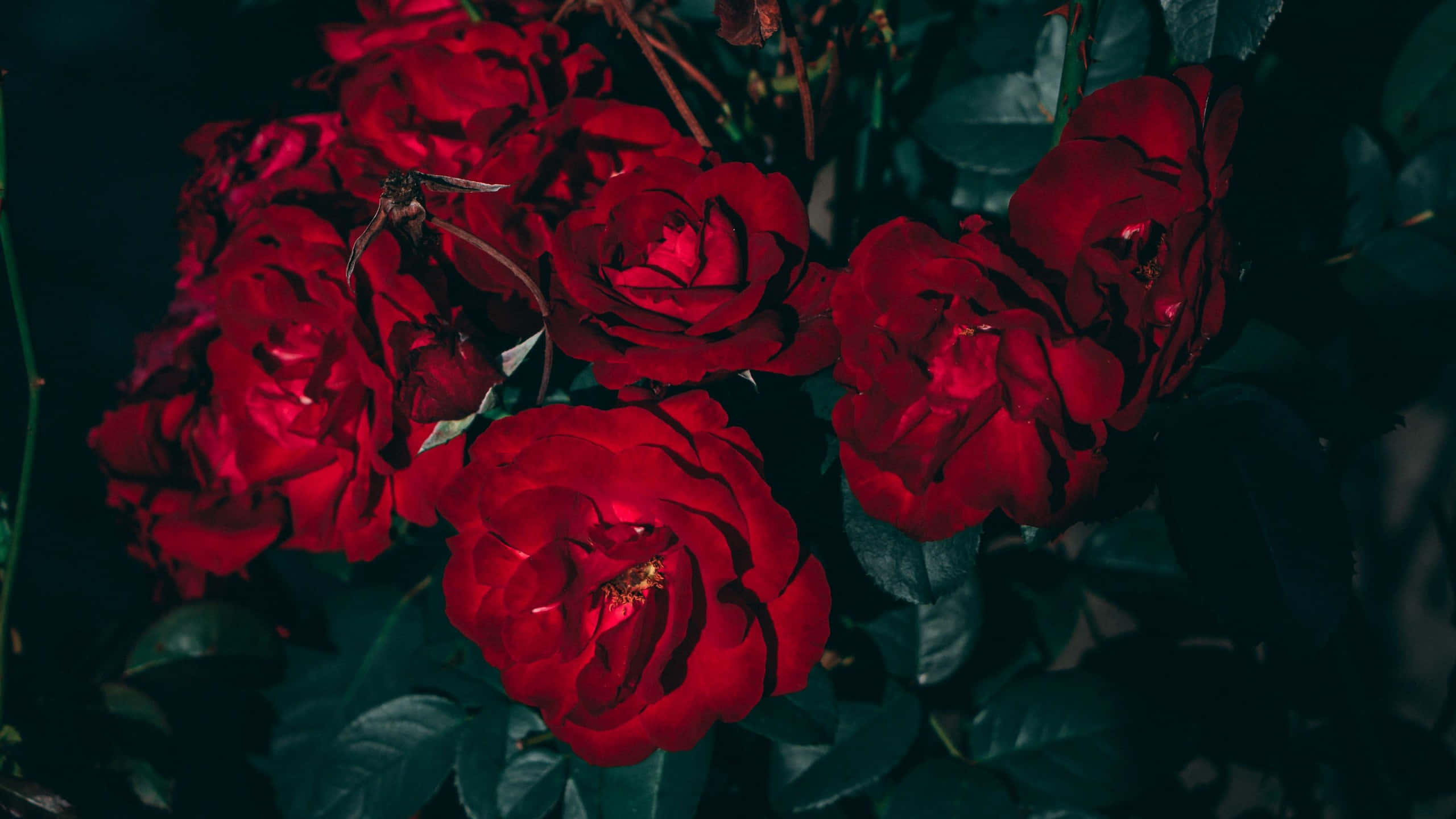 Red Flower Aesthetic, vibrant red roses, deep shadow, 2K Desktop Wallpaper