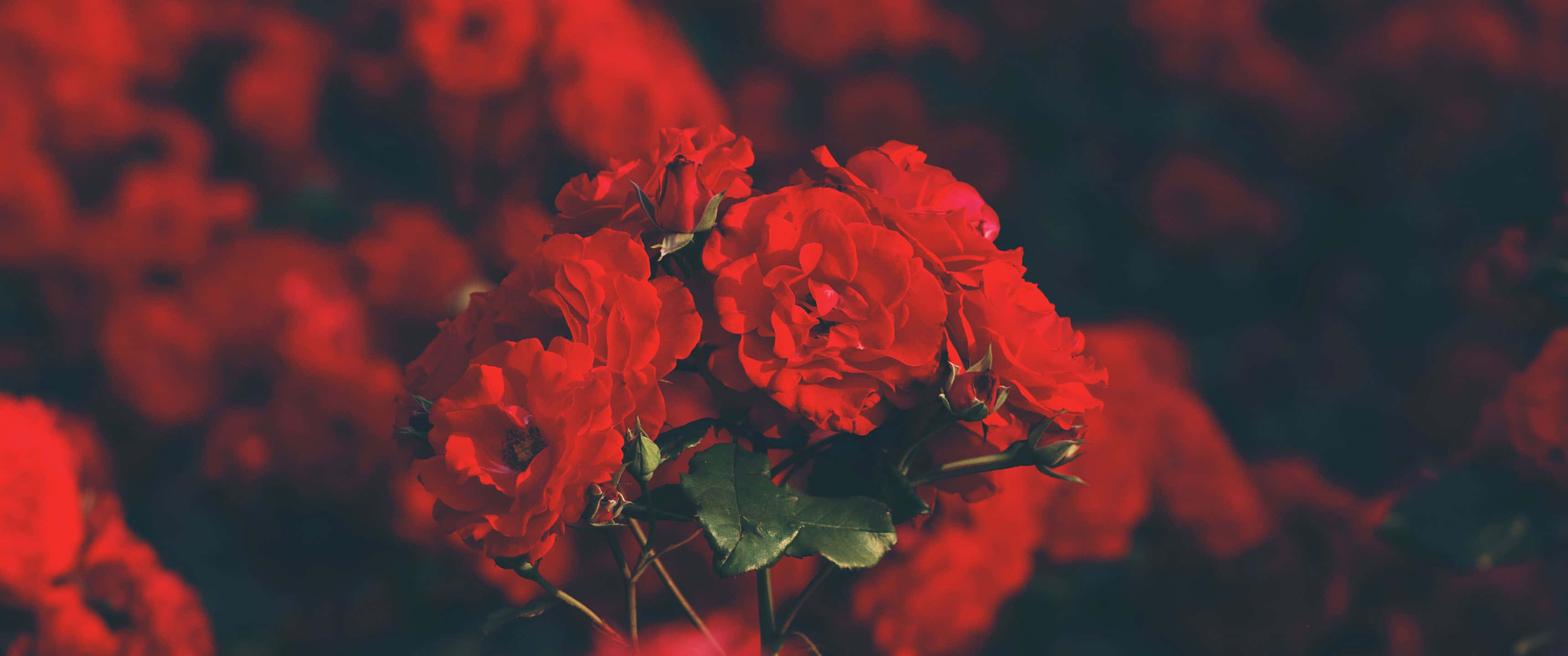 Red Ultra Wide HD, vibrant red roses, deep crimson backdrop, 2K Desktop Wallpaper