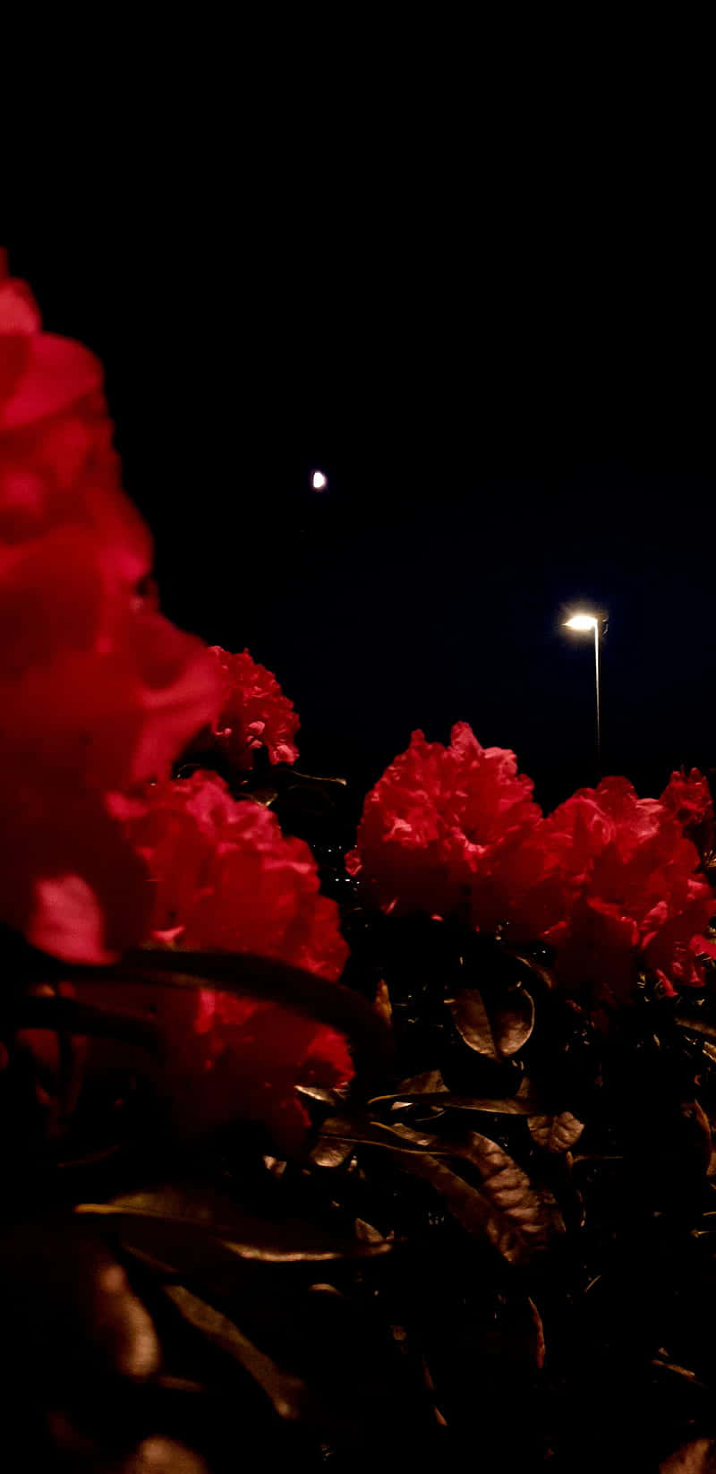 Red Rose, streetlight, deep black night sky, HD Phone Wallpaper