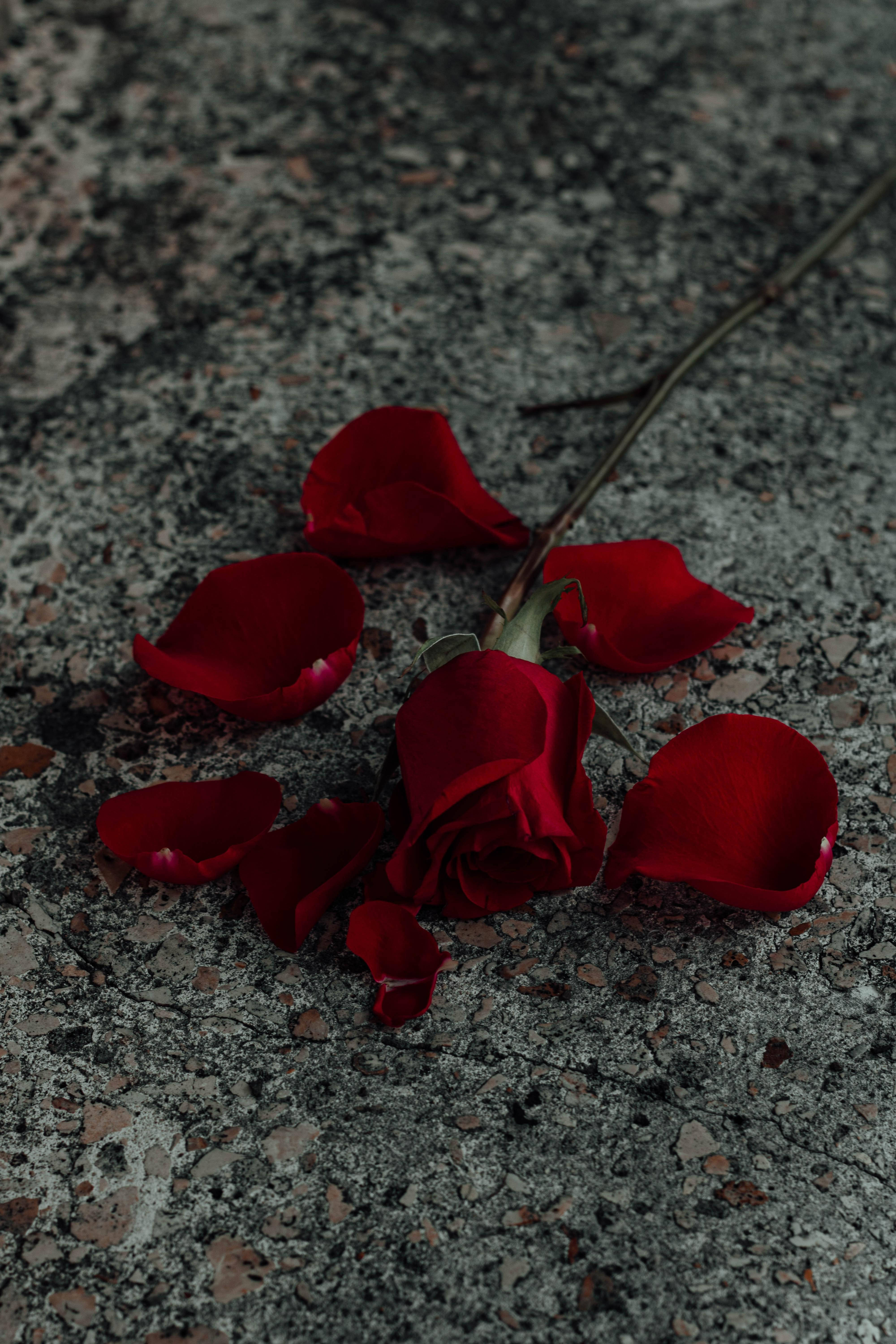 red rose, scattered petals, rough gray concrete surface, 5K Phone Wallpaper