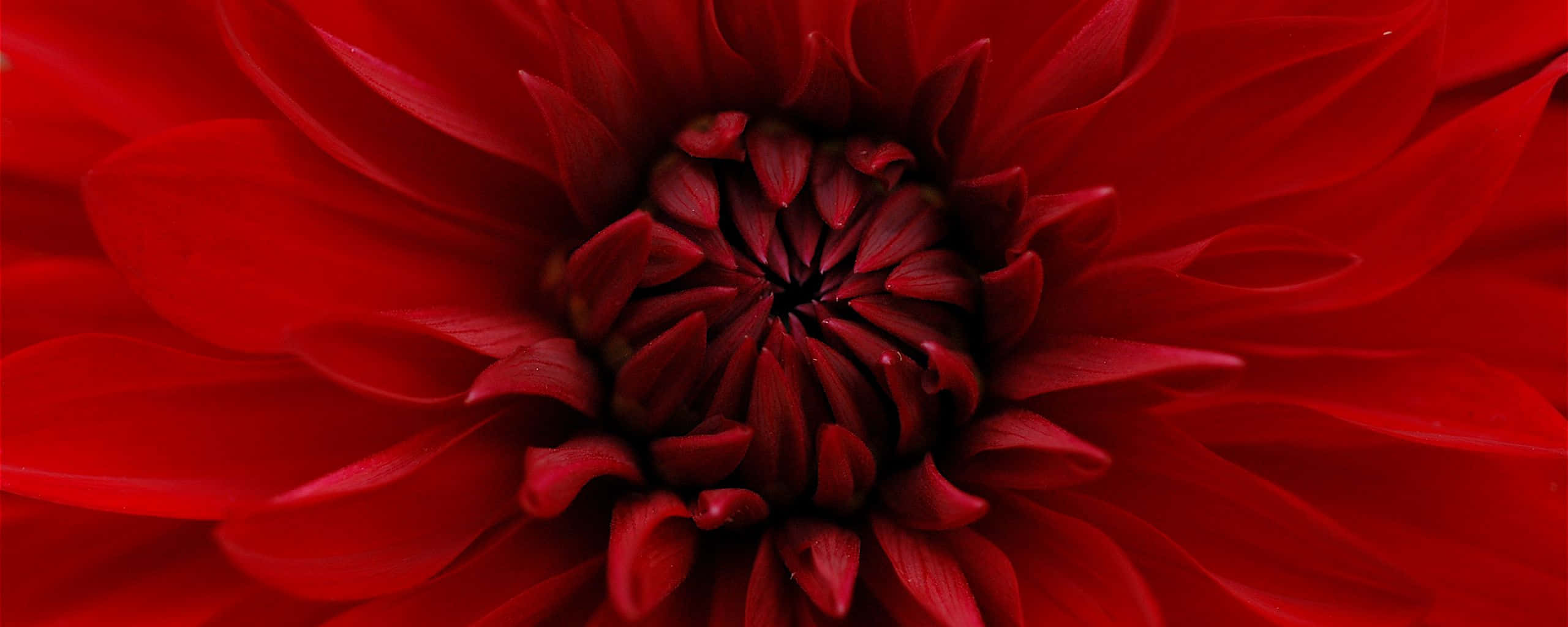 red dahlia flower, vibrant red, intricate layered petals, 2K Desktop Wallpaper