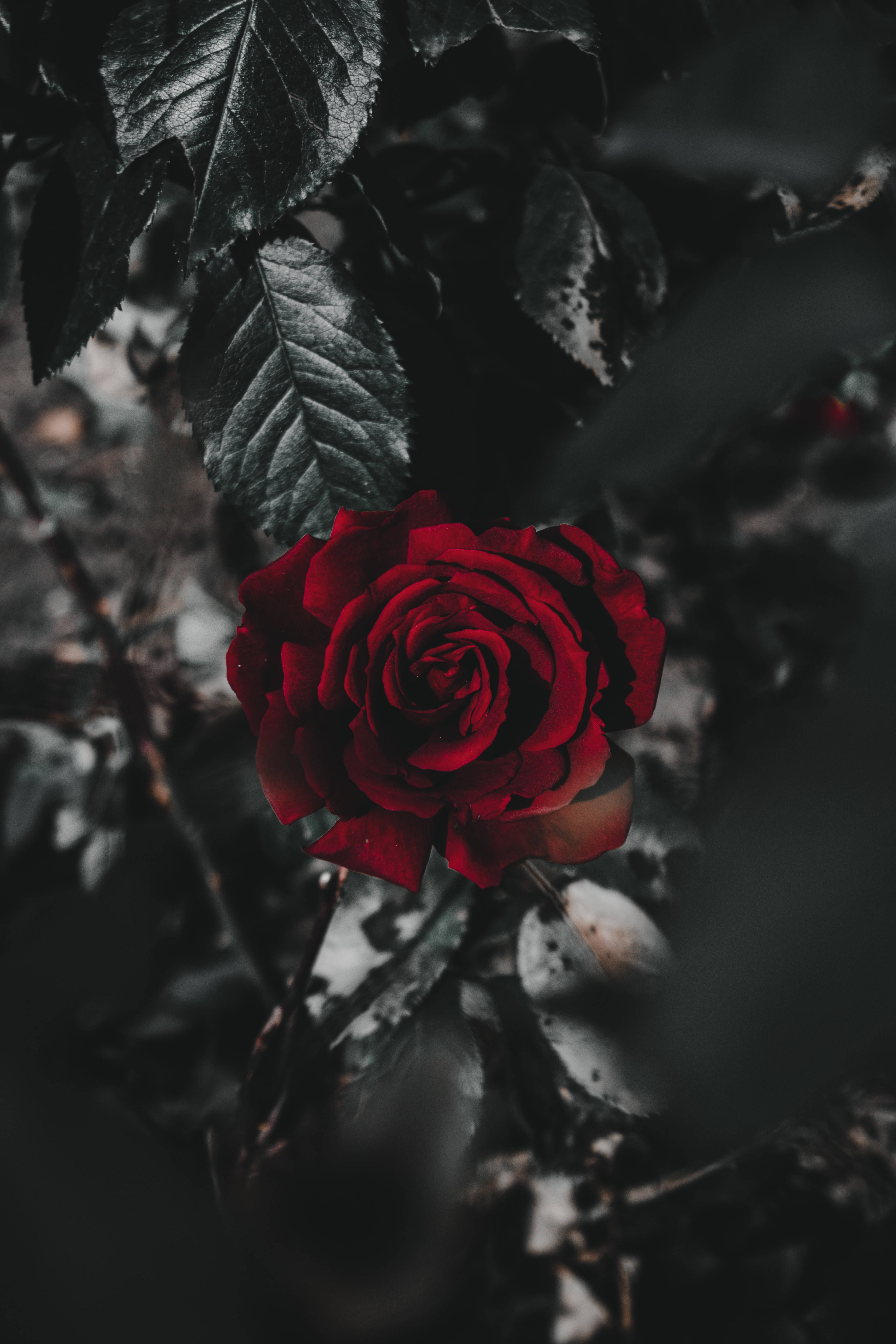 red rose, dark muted foliage, shadows, 5K Phone Wallpaper