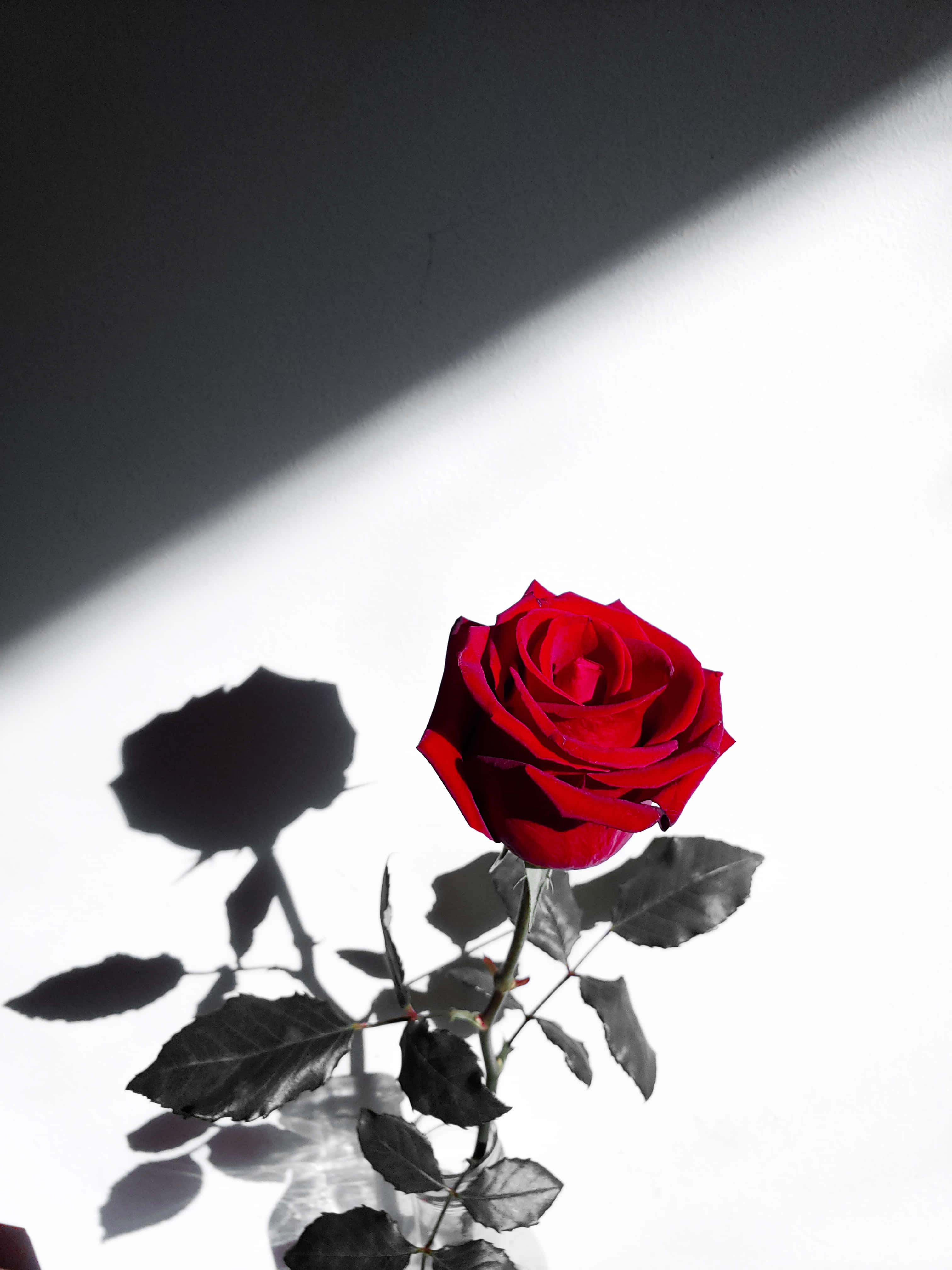 Red Flower Aesthetic, vibrant red rose, sharp diagonal sunlight, 4K Phone Wallpaper