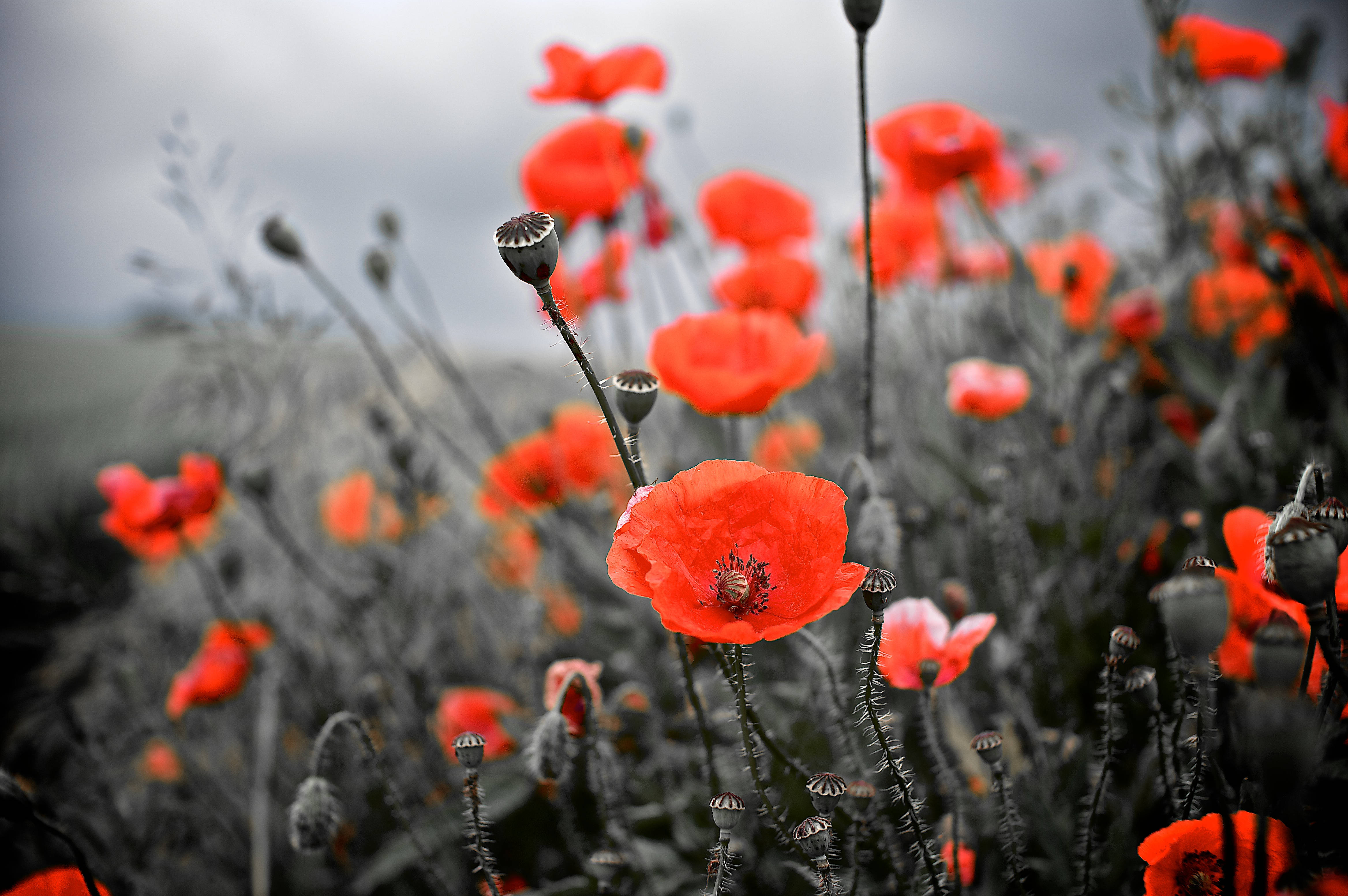 Red Black Grey Flowers, vibrant red poppies, desaturated gray field, 4K Desktop Wallpaper