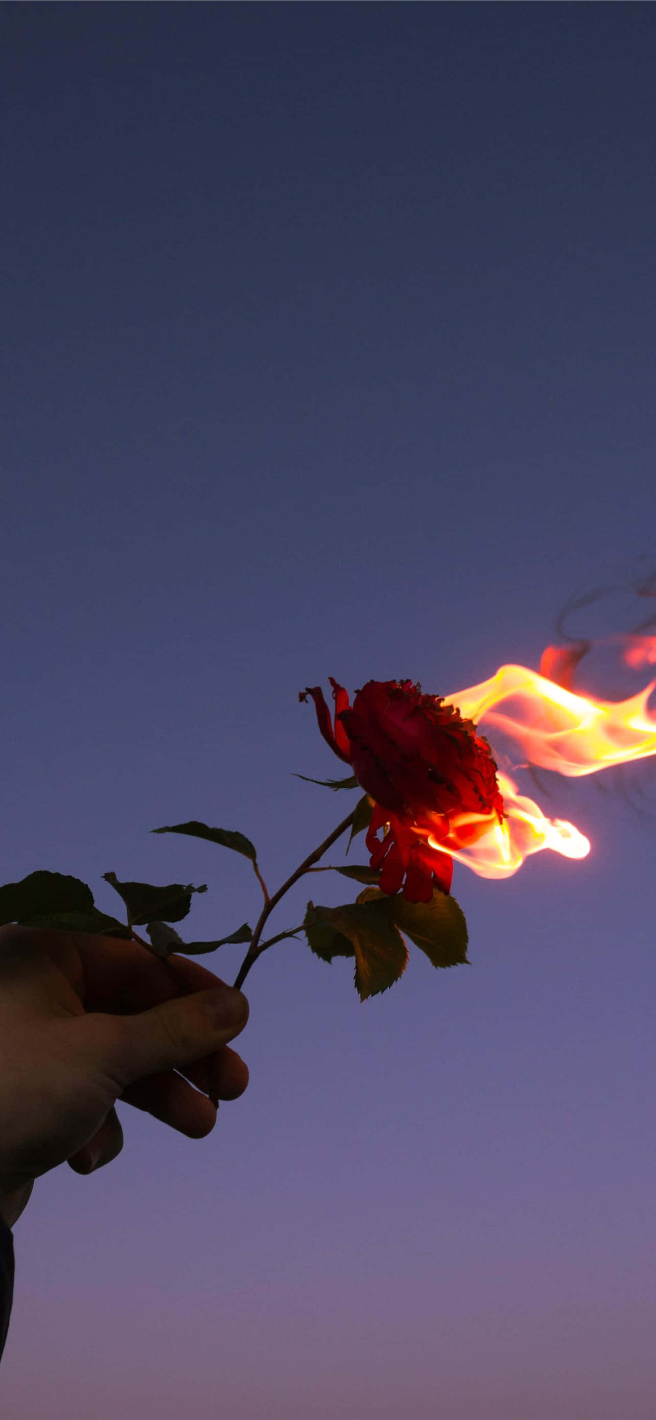 red rose, flames, twilight sky, 2K Phone Wallpaper
