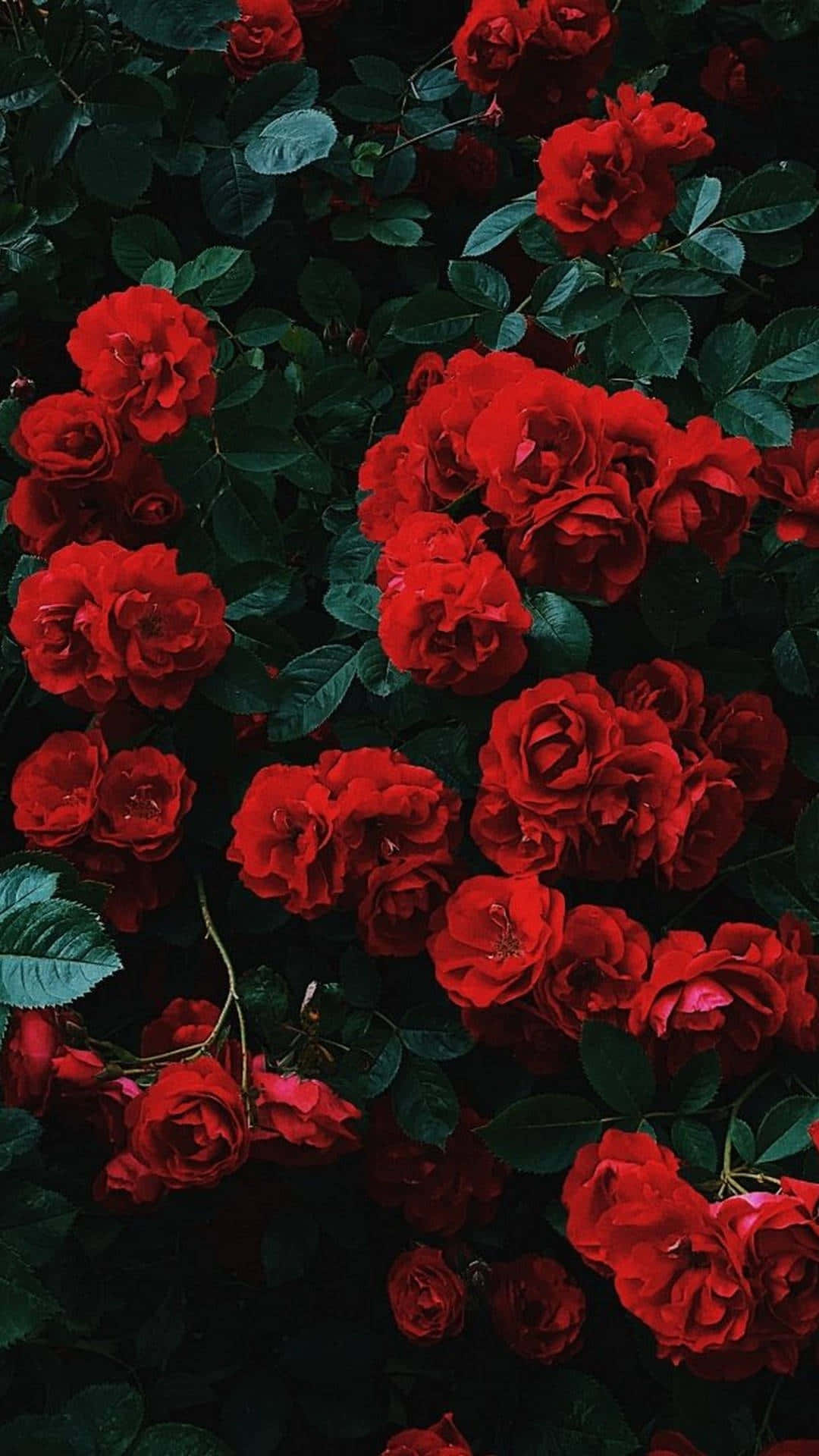 red flower aesthetic, vibrant red roses, deep green foliage, Full HD Phone Wallpaper