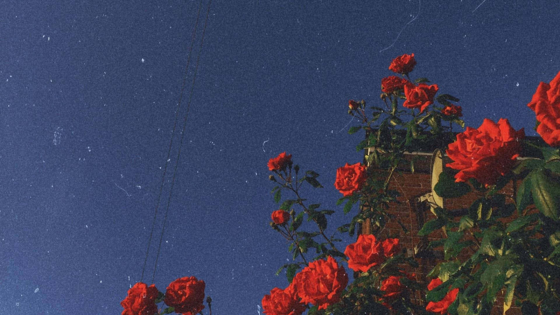vibrant red roses, starry night sky, brick wall, Full HD Desktop Wallpaper