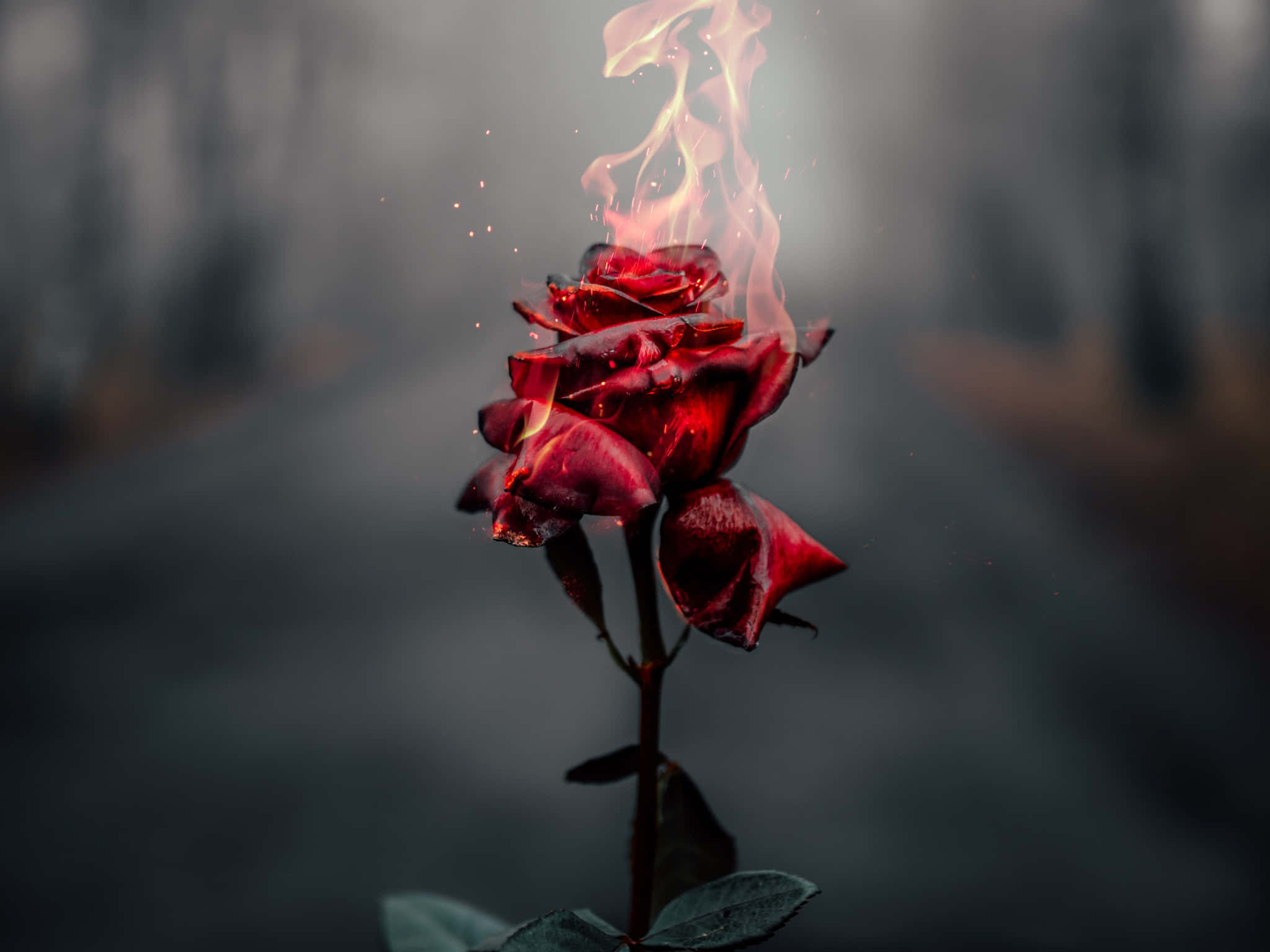 Red Flower Aesthetic, red rose, flames, Full HD Desktop Wallpaper