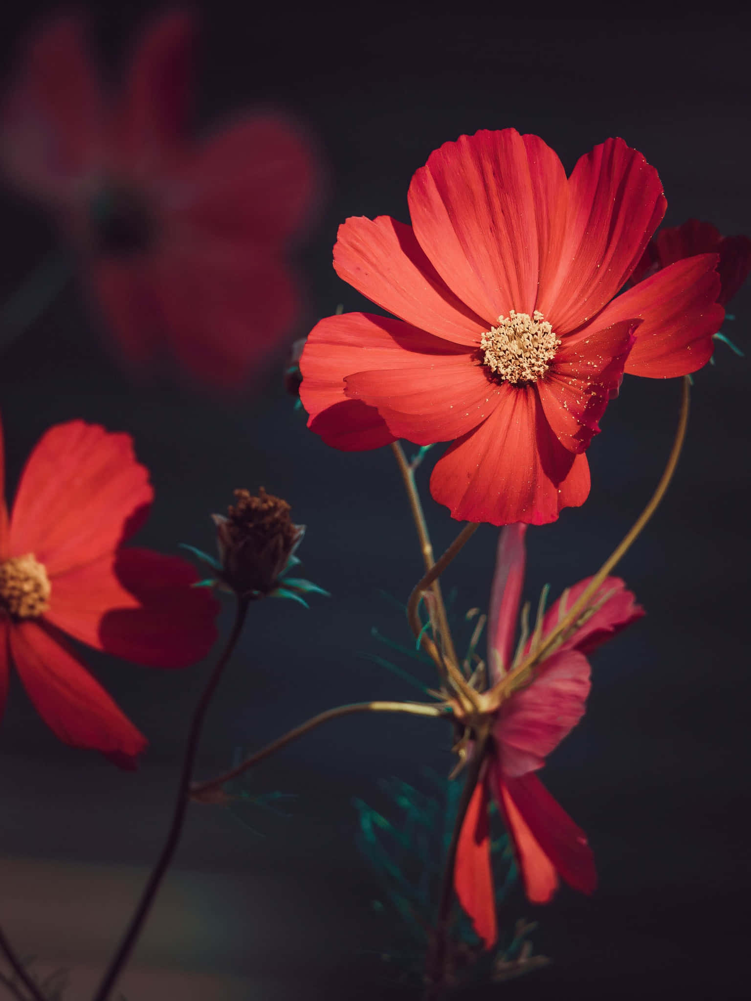 red flower, cosmos flower, dark moody background, Full HD Phone Wallpaper
