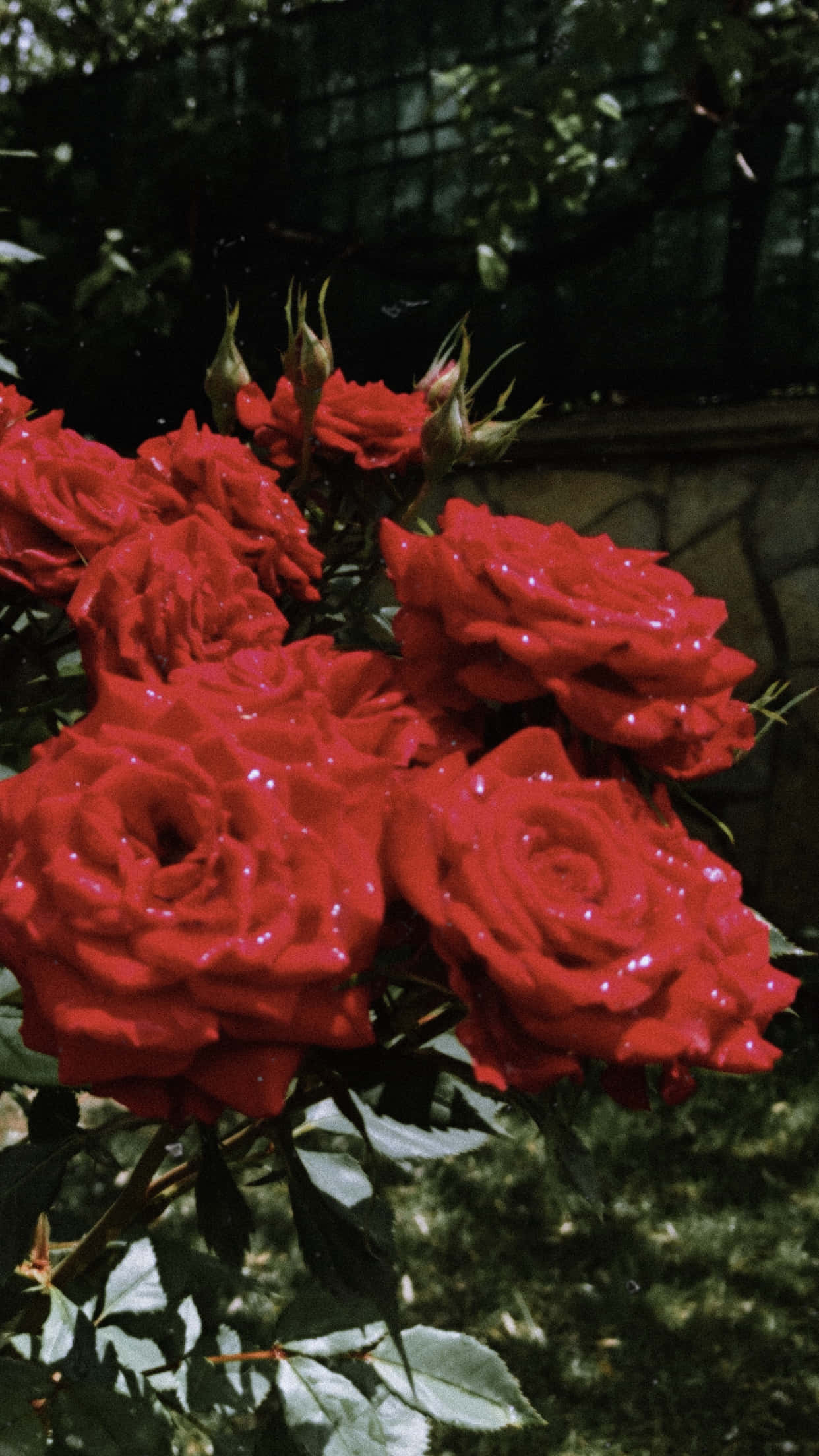 red flower, vibrant red roses, dewdrops, Full HD Phone Wallpaper