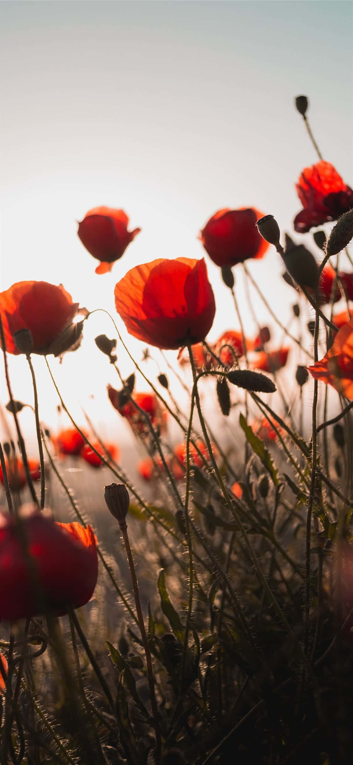 Red Flower Aesthetic, vibrant red poppies, sunlit field, Full HD Phone Wallpaper