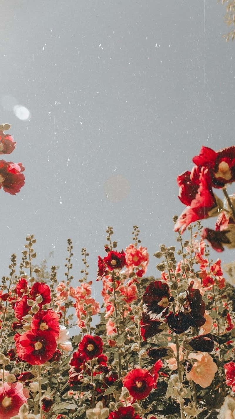 red flower aesthetic, red flower, hollyhocks, HD Phone Wallpaper