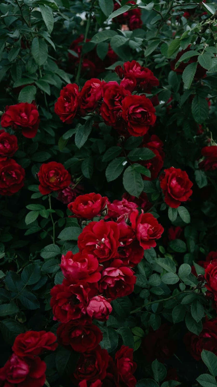 Red Flower Aesthetic, vibrant red roses, deep green leaves, HD Phone Wallpaper