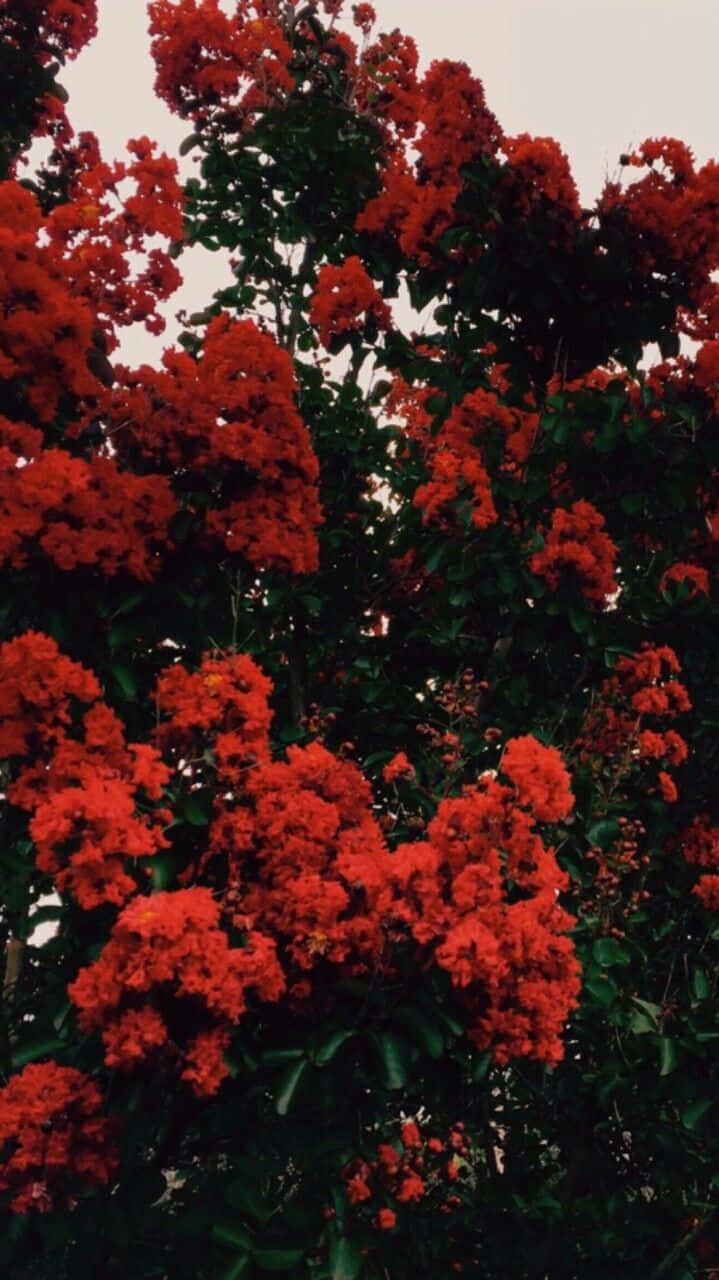 red flower, tree, pale sky, HD Phone Wallpaper