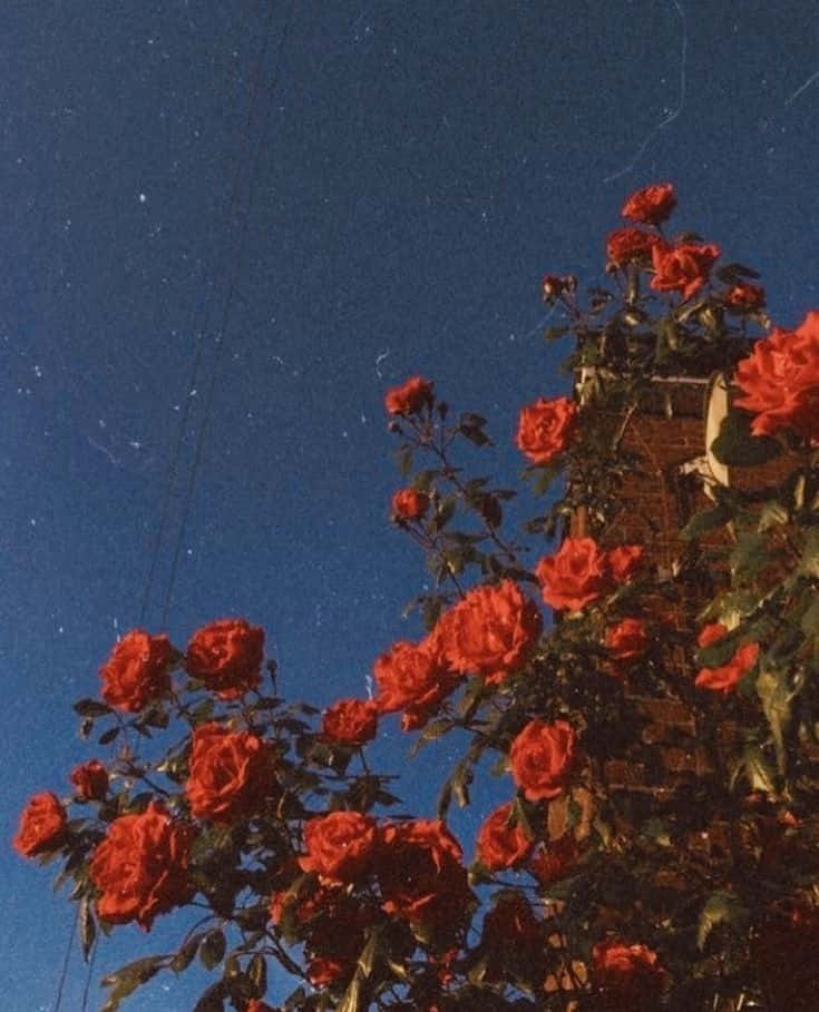 red flower aesthetic, vibrant red roses, deep blue night sky, SD Phone Wallpaper