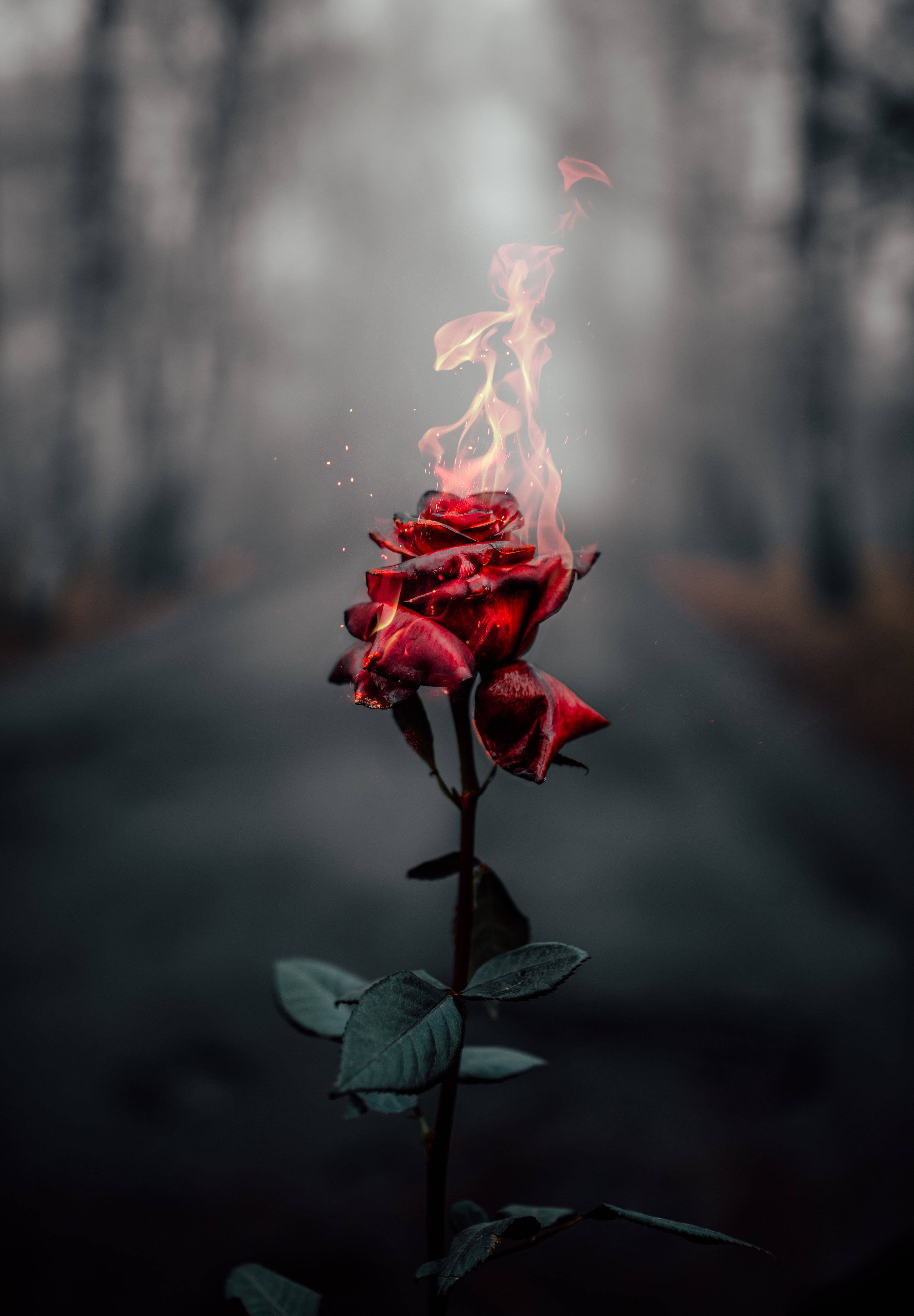 Red Black Grey Burning Rose, red rose, burning, 4K Phone Wallpaper