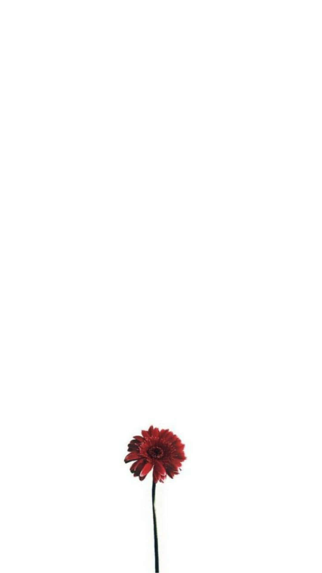 red gerbera daisy, white background, minimalist composition, Full HD Phone Wallpaper