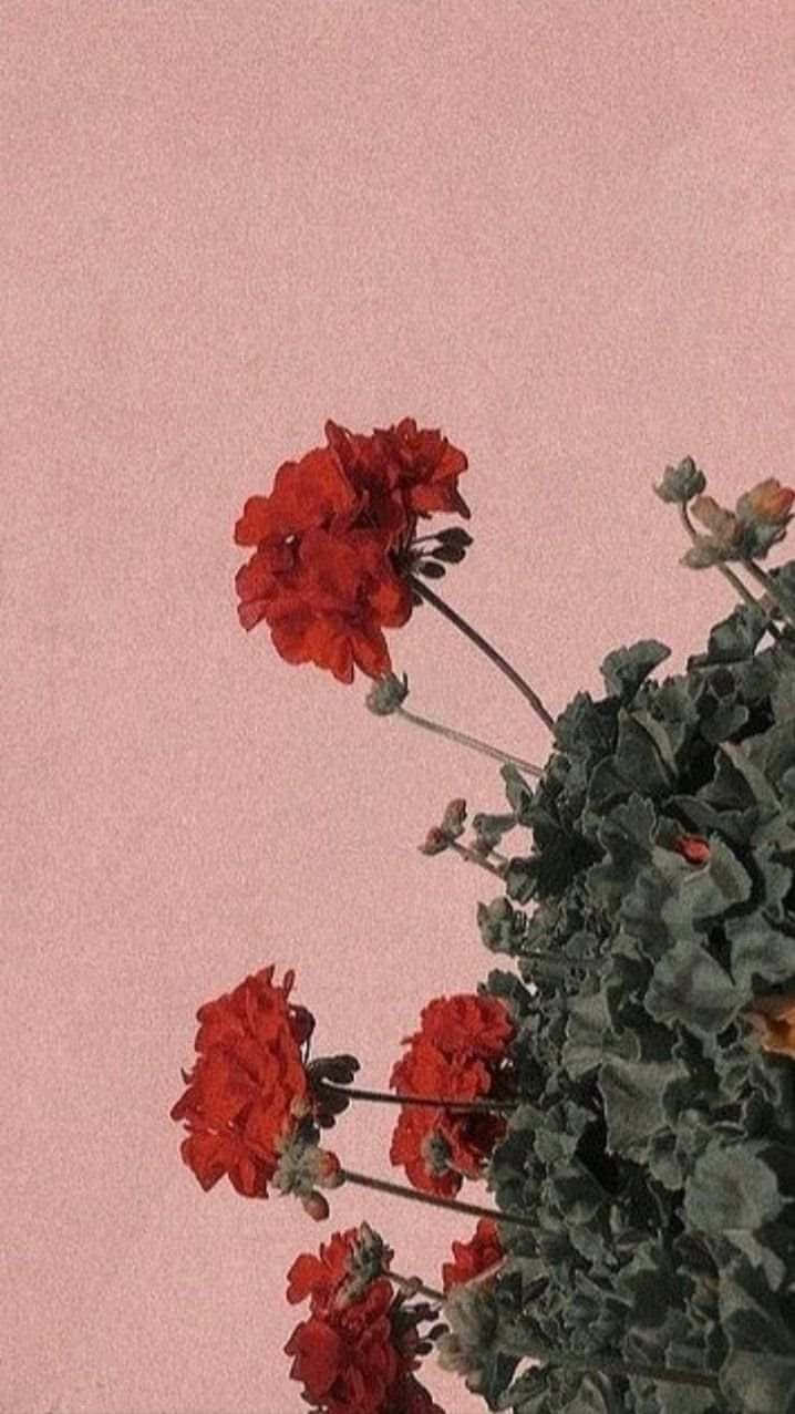 red geranium blooms, lush green leaves, soft pink textured background, SD Phone Wallpaper
