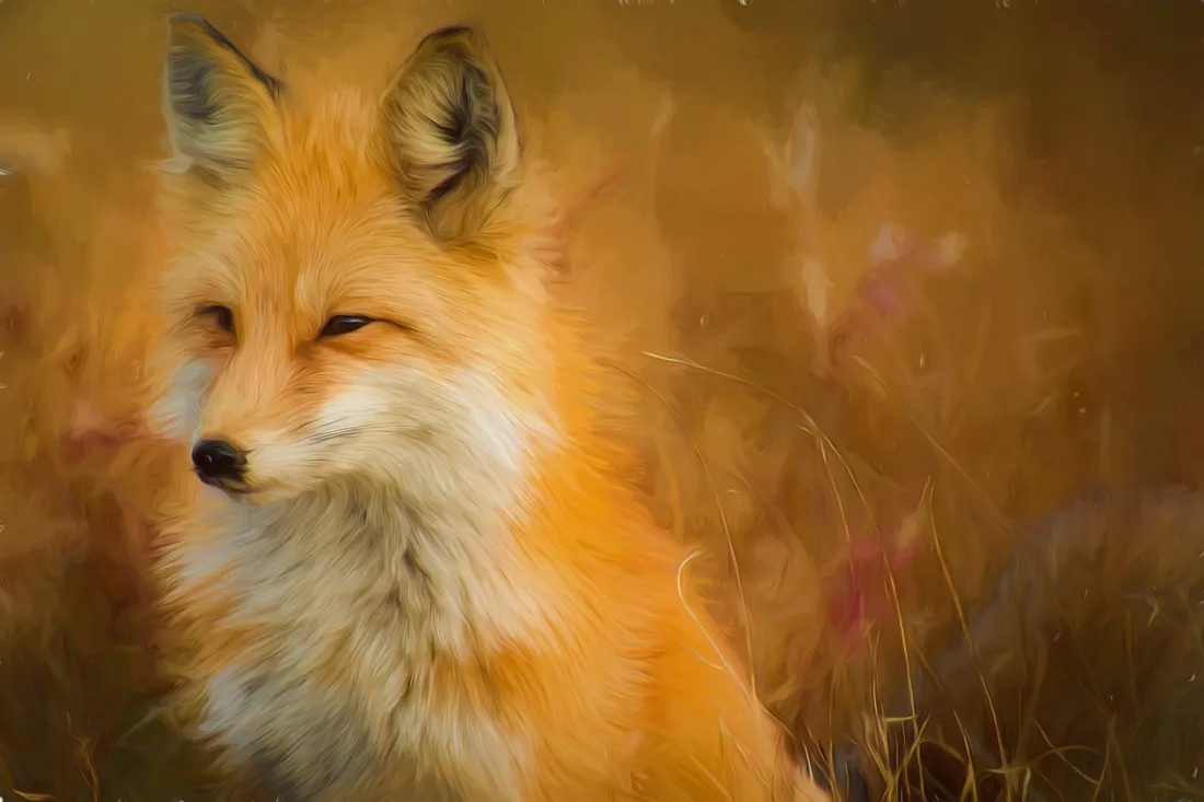 Red fox Wallpapers