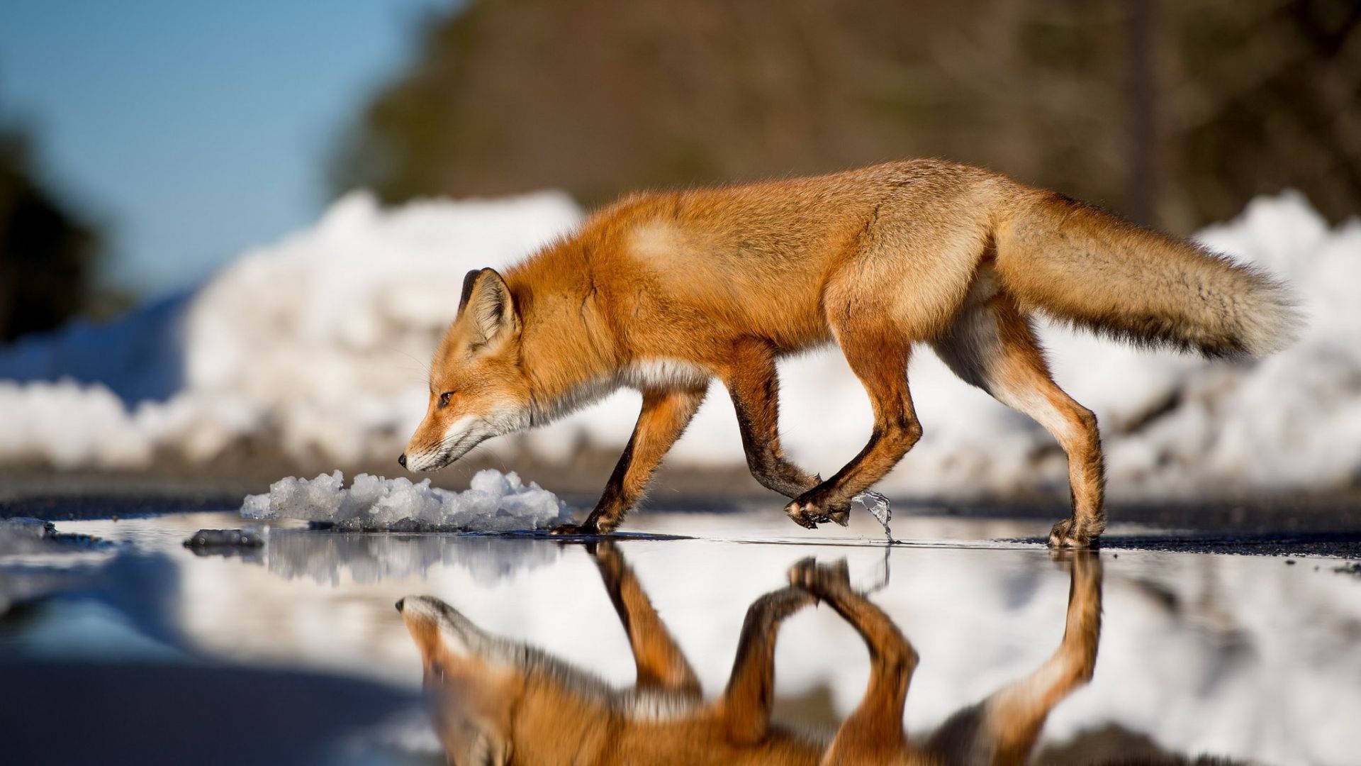 red fox, winter snow, shallow puddle, Full HD Desktop Wallpaper