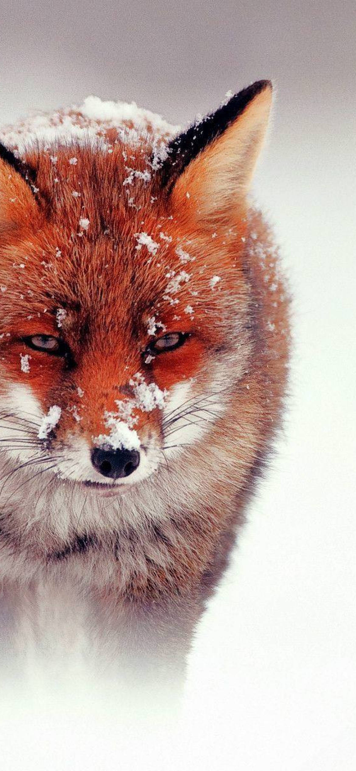 red fox, snowflakes, snowy background, Full HD Phone Wallpaper
