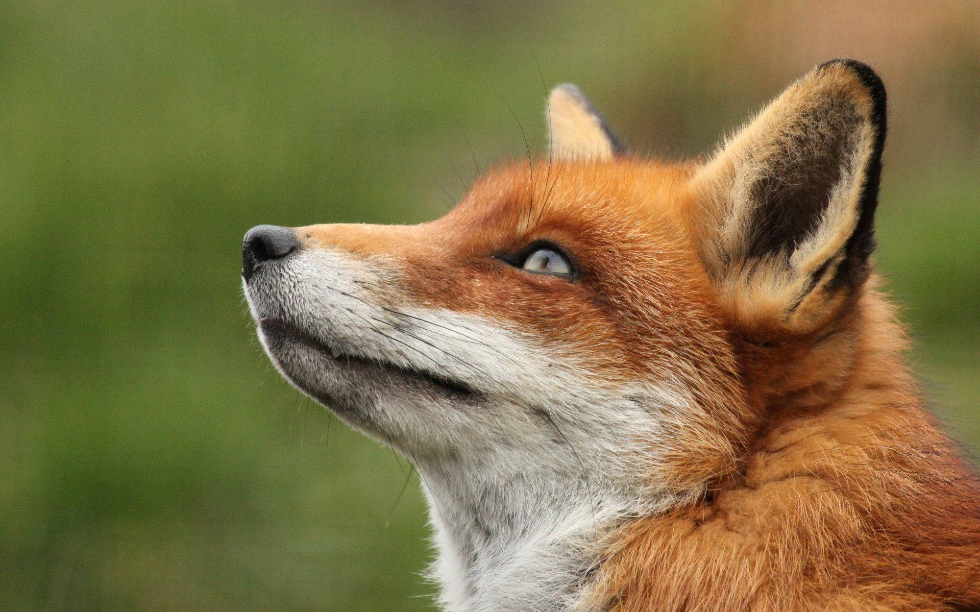 red fox, piercing blue eyes, soft green blurred background, Full HD Desktop Wallpaper