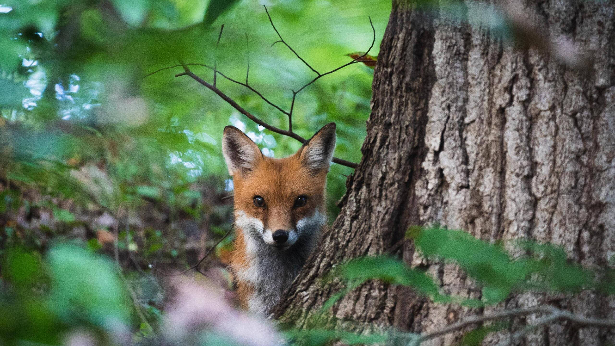 red fox, mossy tree trunk, sun-dappled forest, 2K Desktop Wallpaper