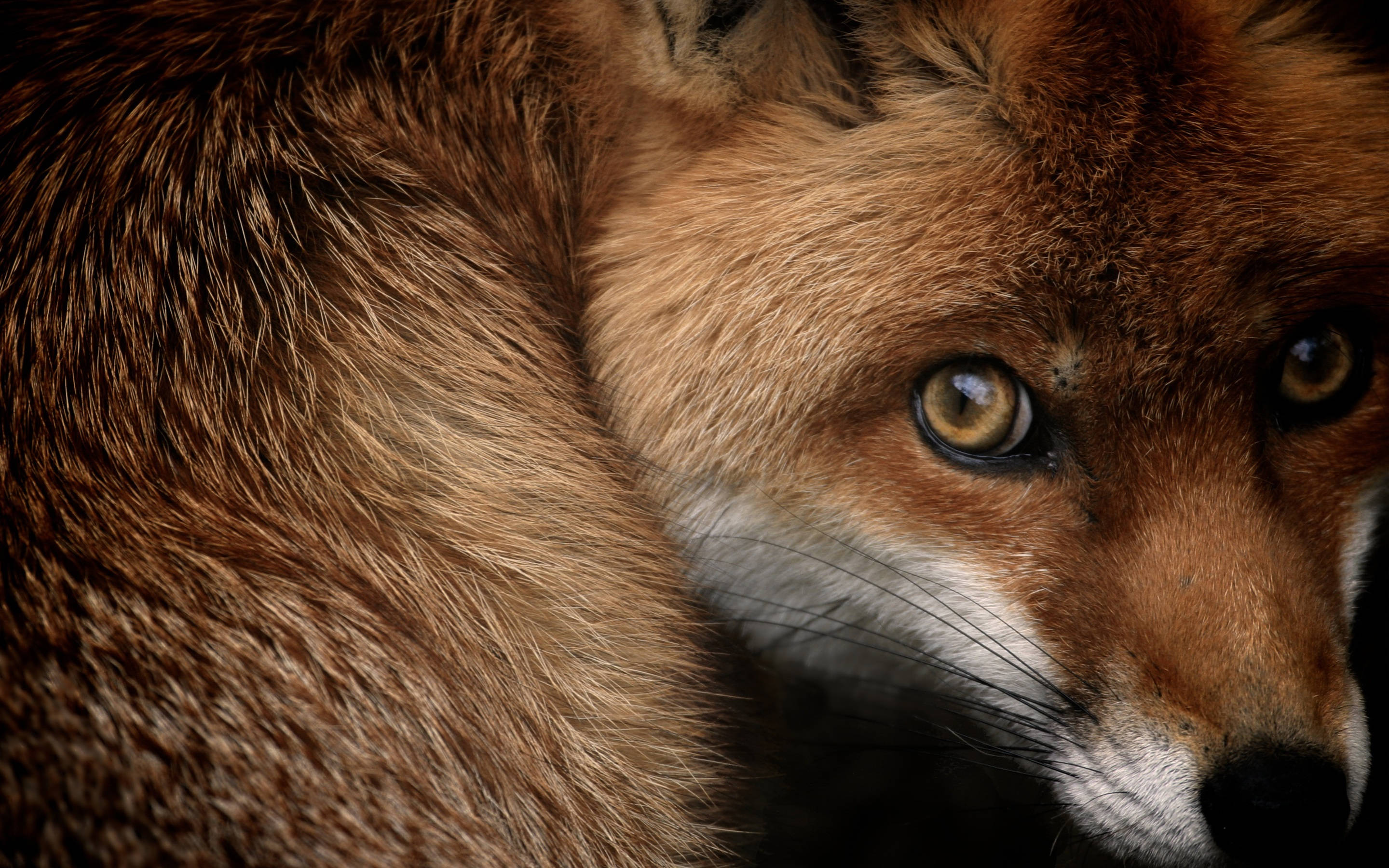 red fox, golden eyes, detailed fur, 2K Desktop Wallpaper