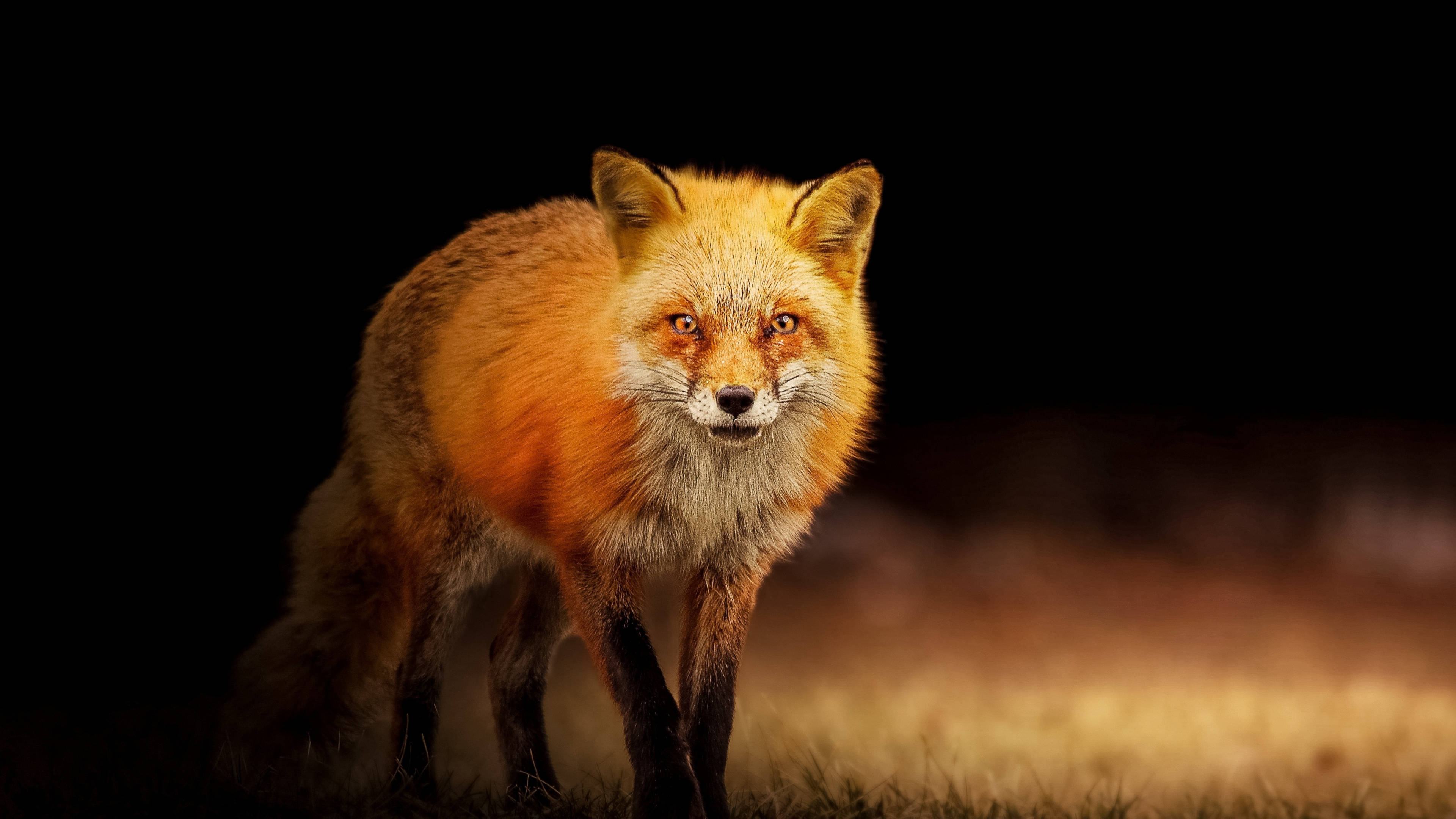 red fox, snowfall, golden lighting, 4K Desktop Wallpaper