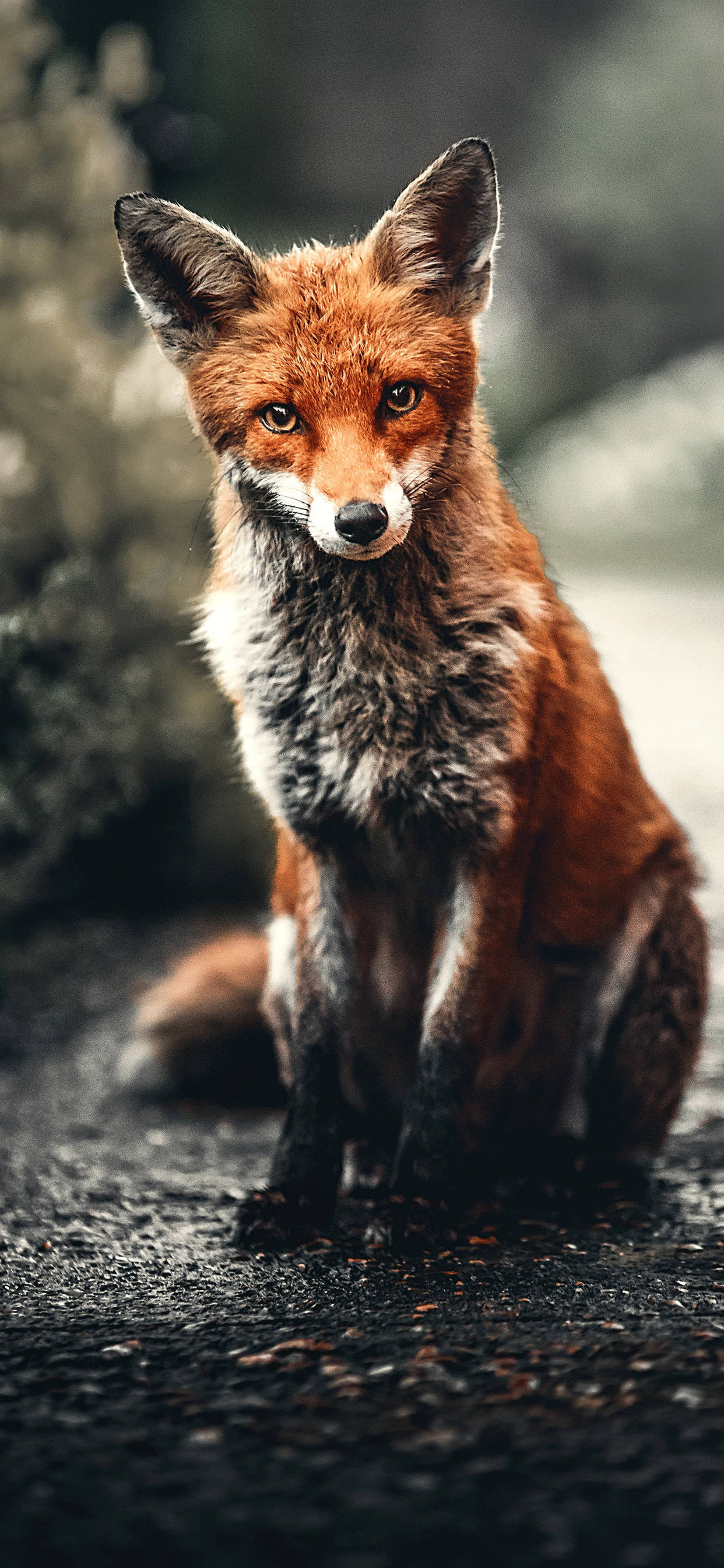 red fox, wet pavement, blurred natural backdrop, 2K Phone Wallpaper