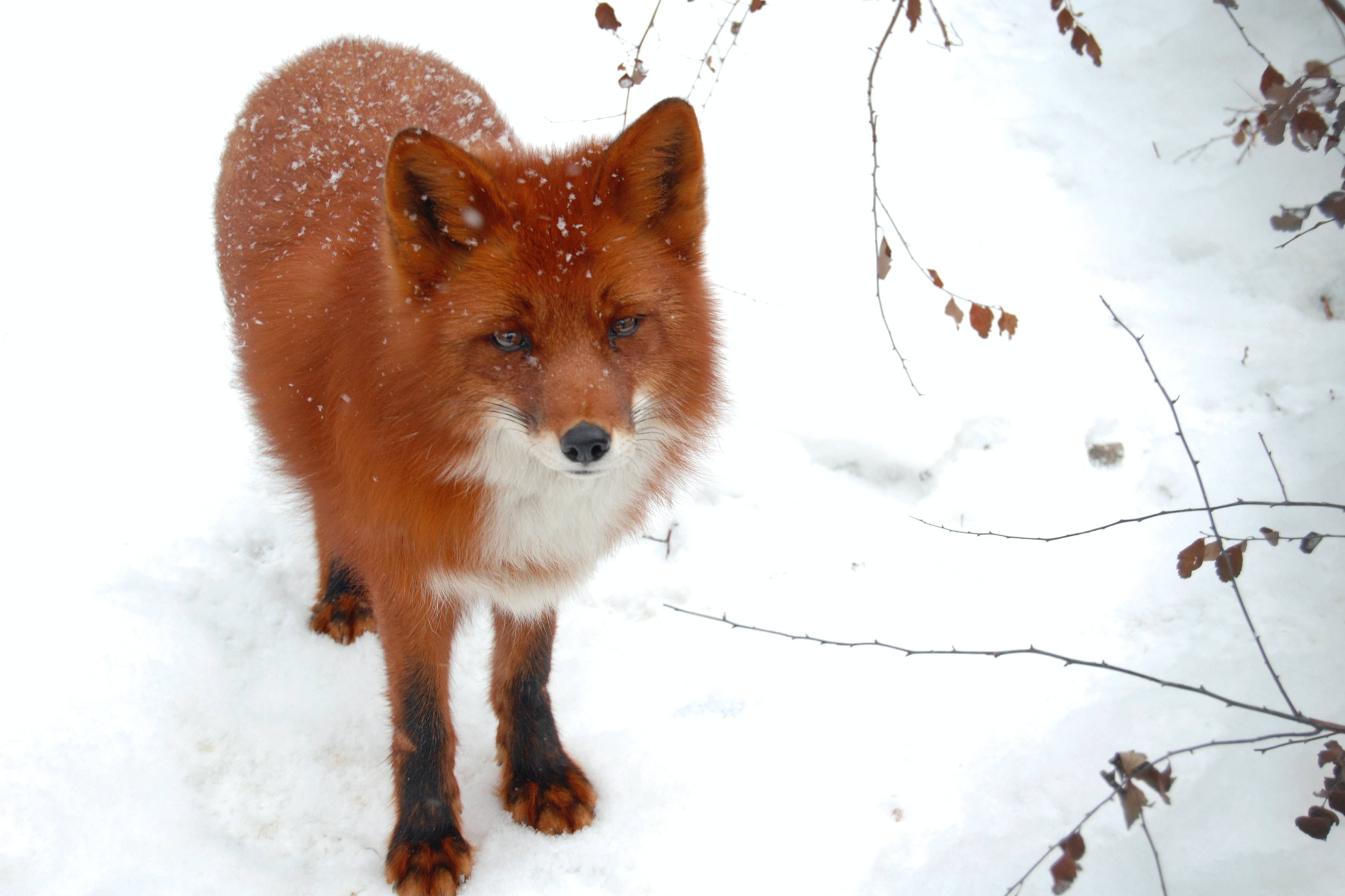 red fox, pristine wilderness, deep snow, 2K Desktop Wallpaper