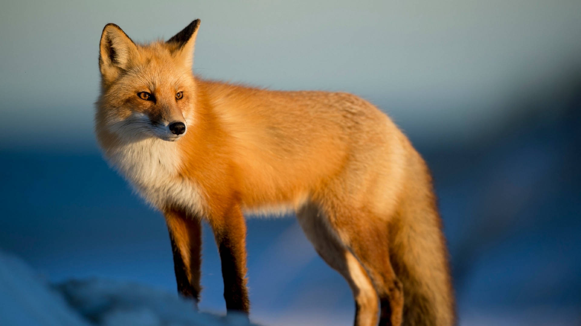red fox, snow-covered wilderness, snowy terrain, Full HD Desktop Wallpaper