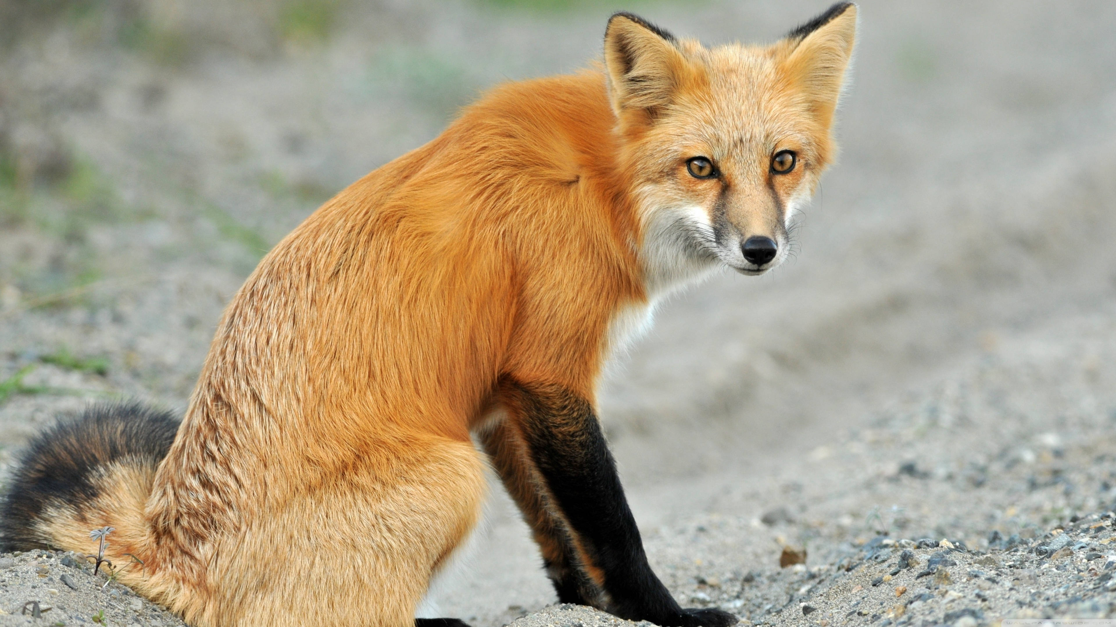 red fox, orange fur, black legs, 4K Desktop Wallpaper