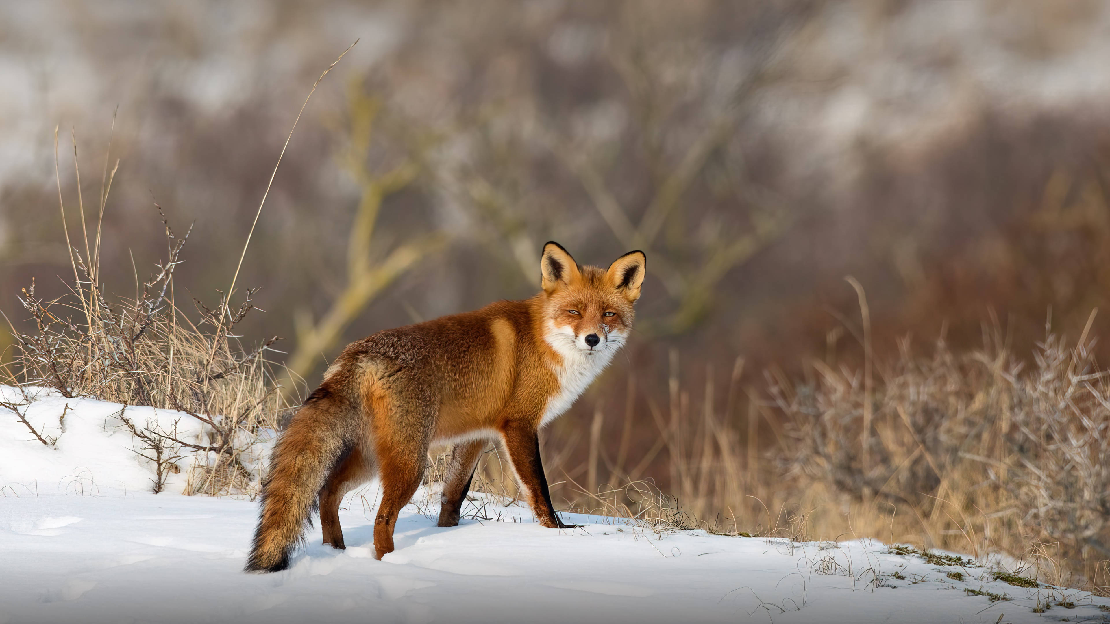 red fox, wilderness, snowy ground, 4K Desktop Wallpaper