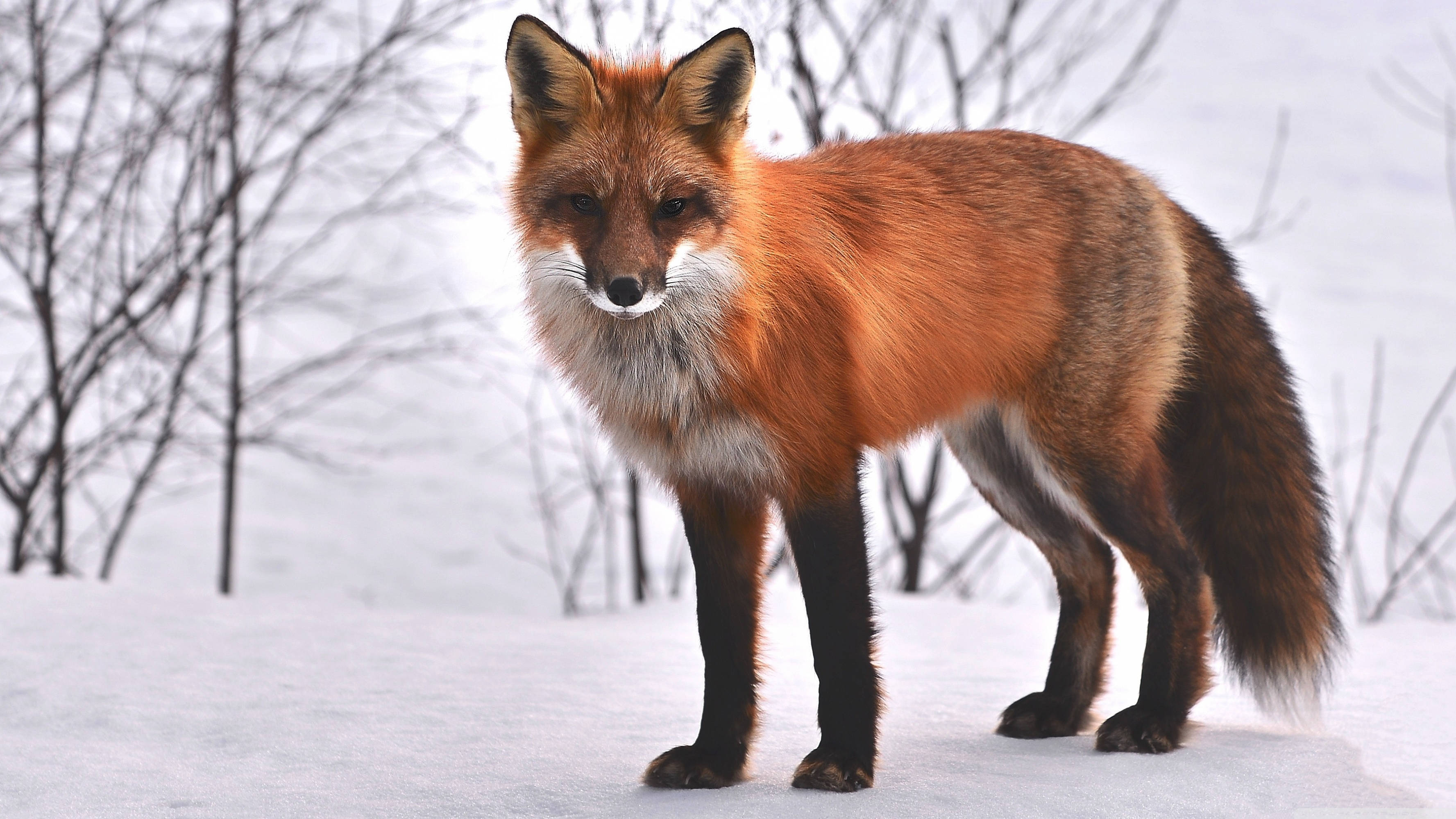 red fox, winter scenery, deep snow, 2K Desktop Wallpaper
