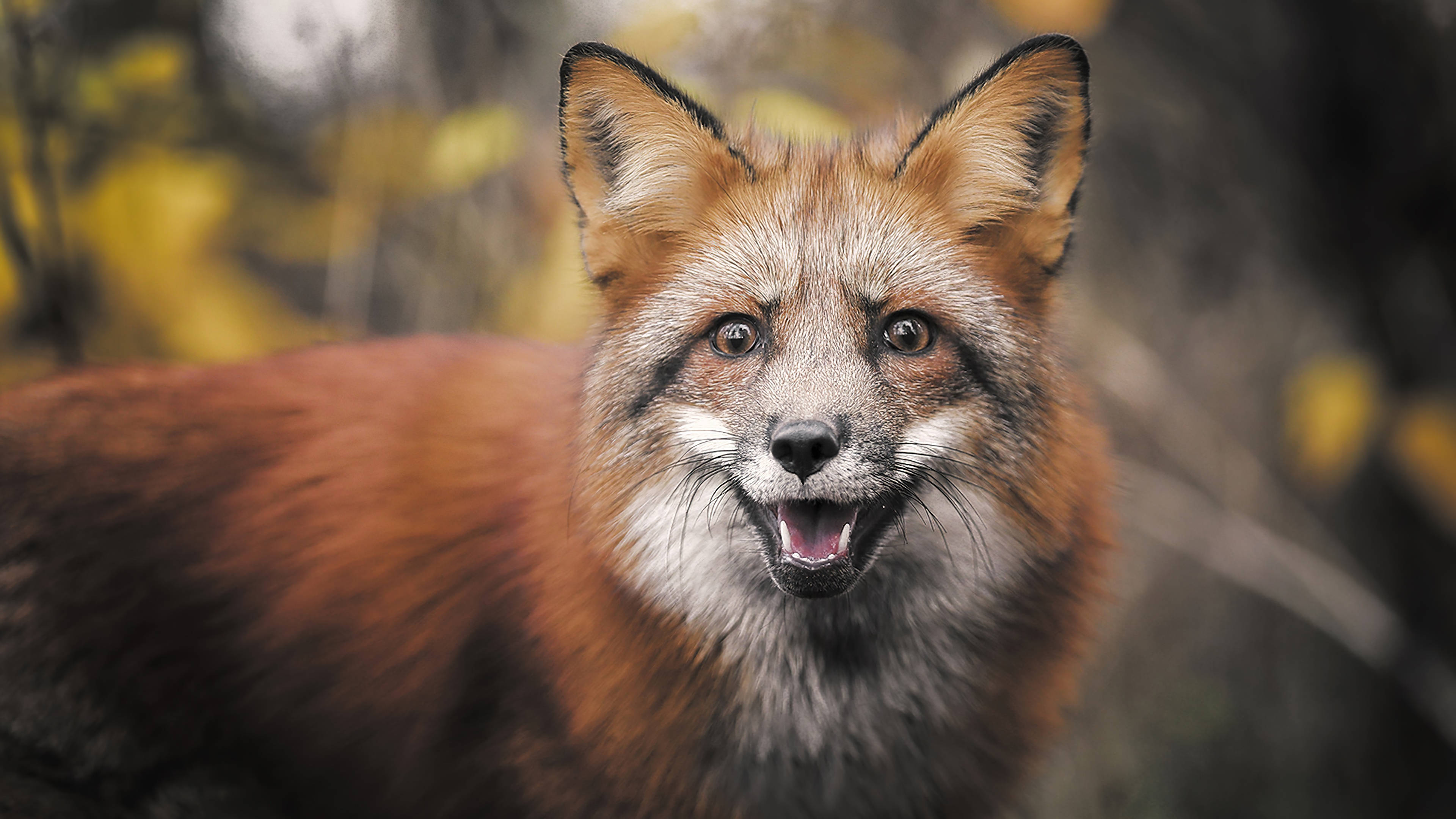 red fox, autumnal background, close-up, 4K Desktop Wallpaper