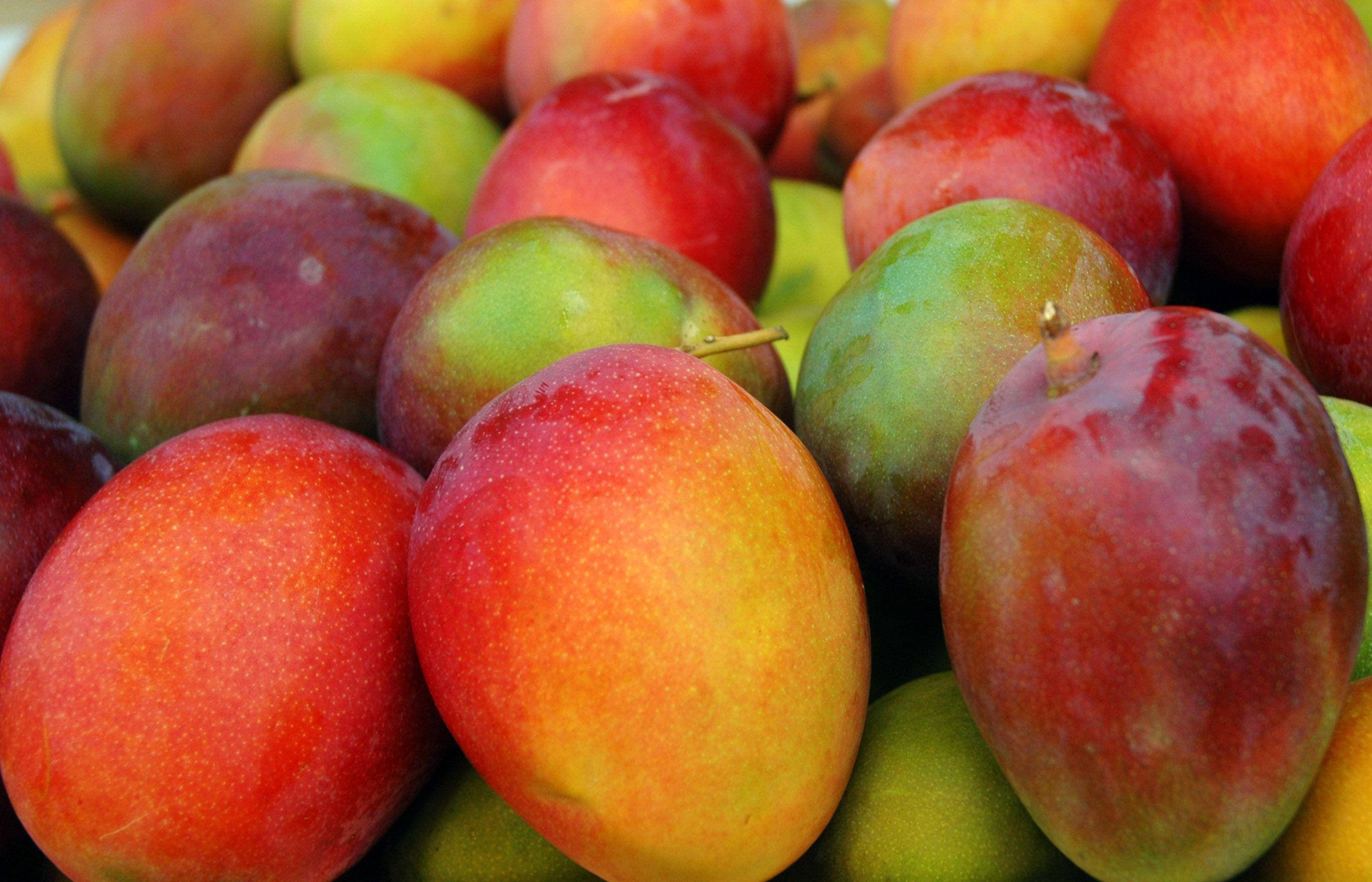 red apple-like mango fruits, ripe mangoes, red yellow and green hues, 2K Desktop Wallpaper
