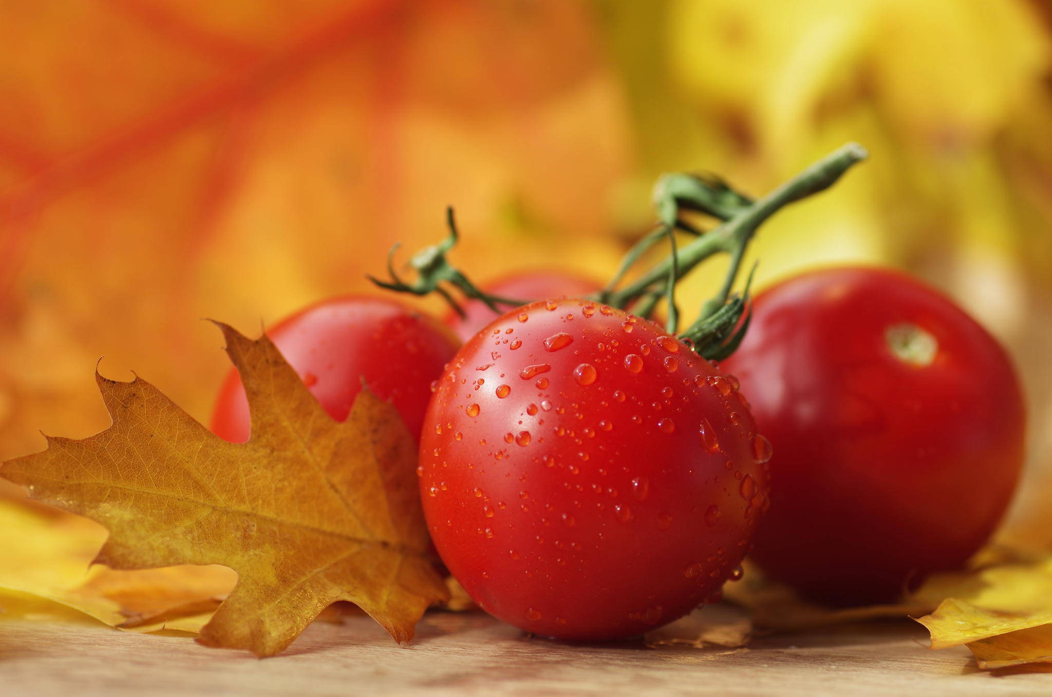 autumn red tomato, red cherry tomatoes, dewdrops, Full HD Desktop Wallpaper
