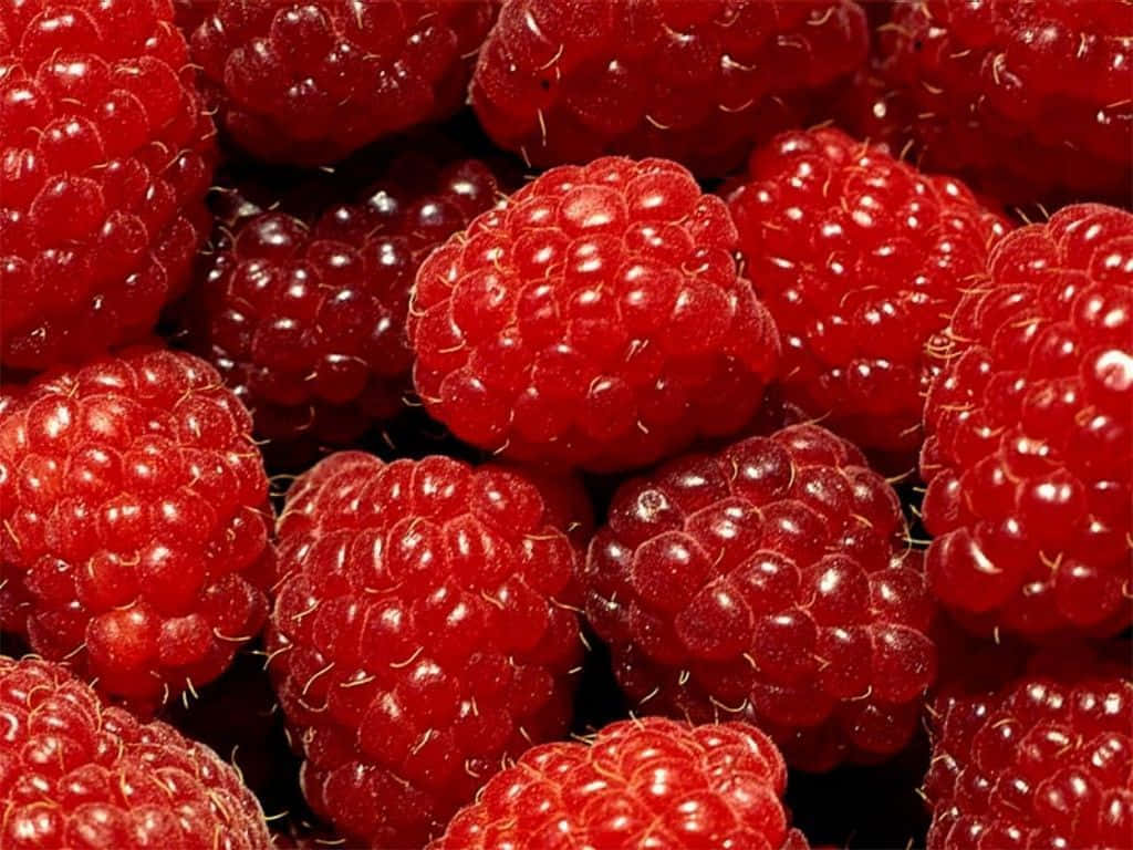 Red Fruit, raspberries, dewy highlights, SD Desktop Wallpaper