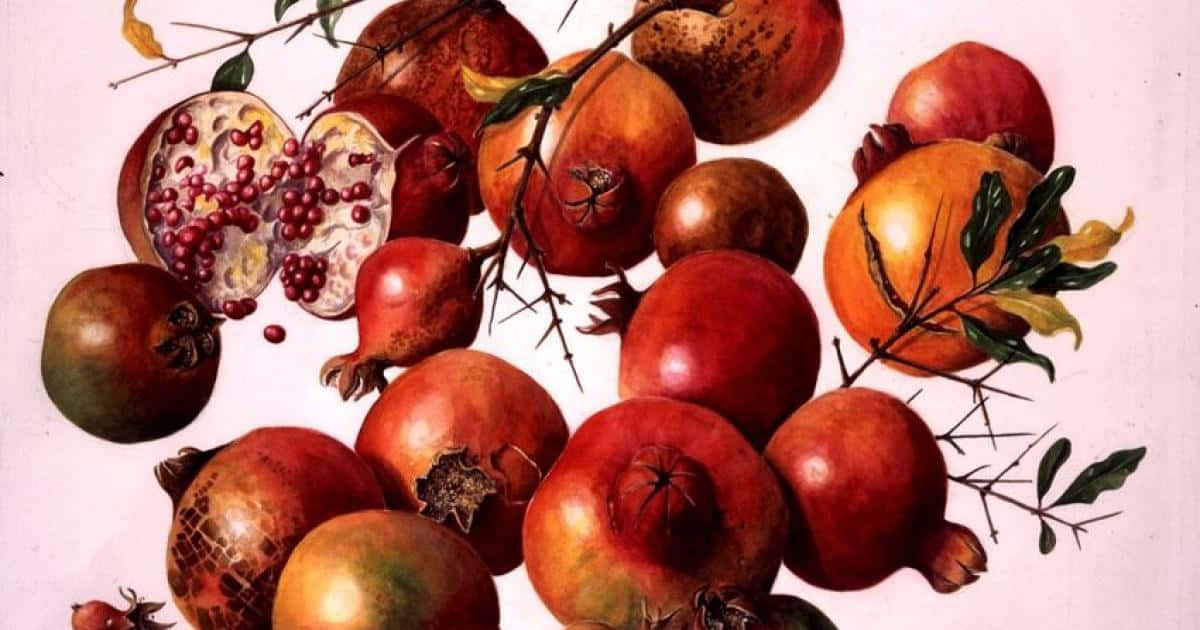 Red Fruit, pomegranates, thorny branches, SD Desktop Wallpaper