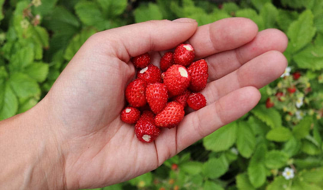 Red Fruit, wild strawberries, lush green foliage, SD Desktop Wallpaper
