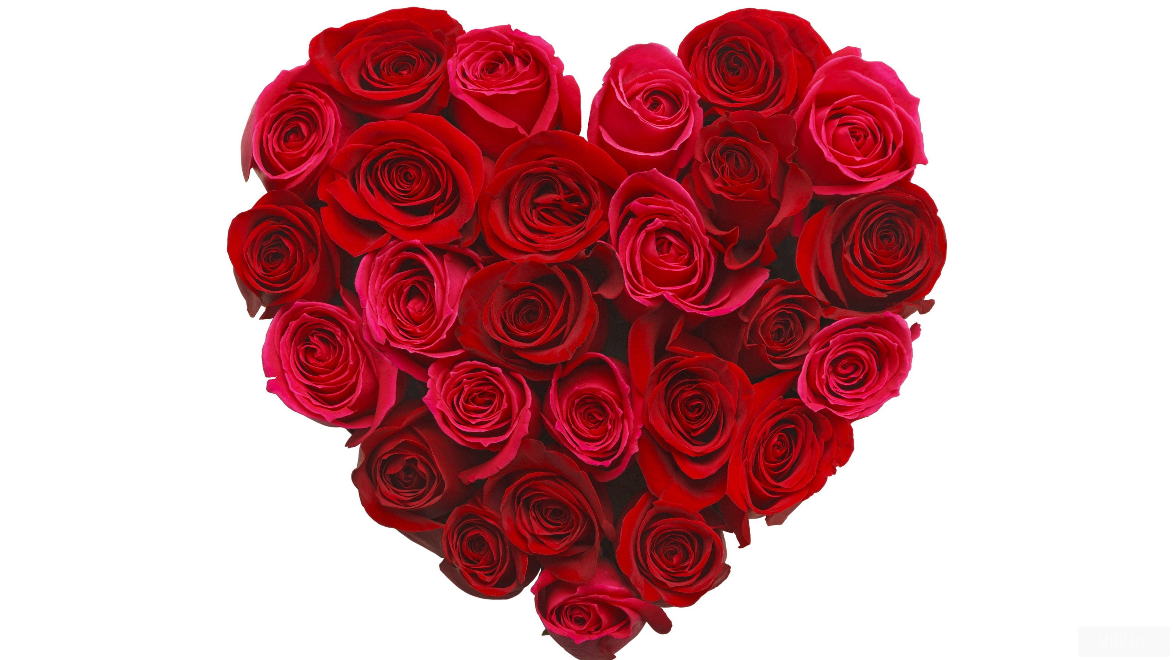 perfect rose flower heart, deep red roses, velvety petals, 4K Desktop Wallpaper