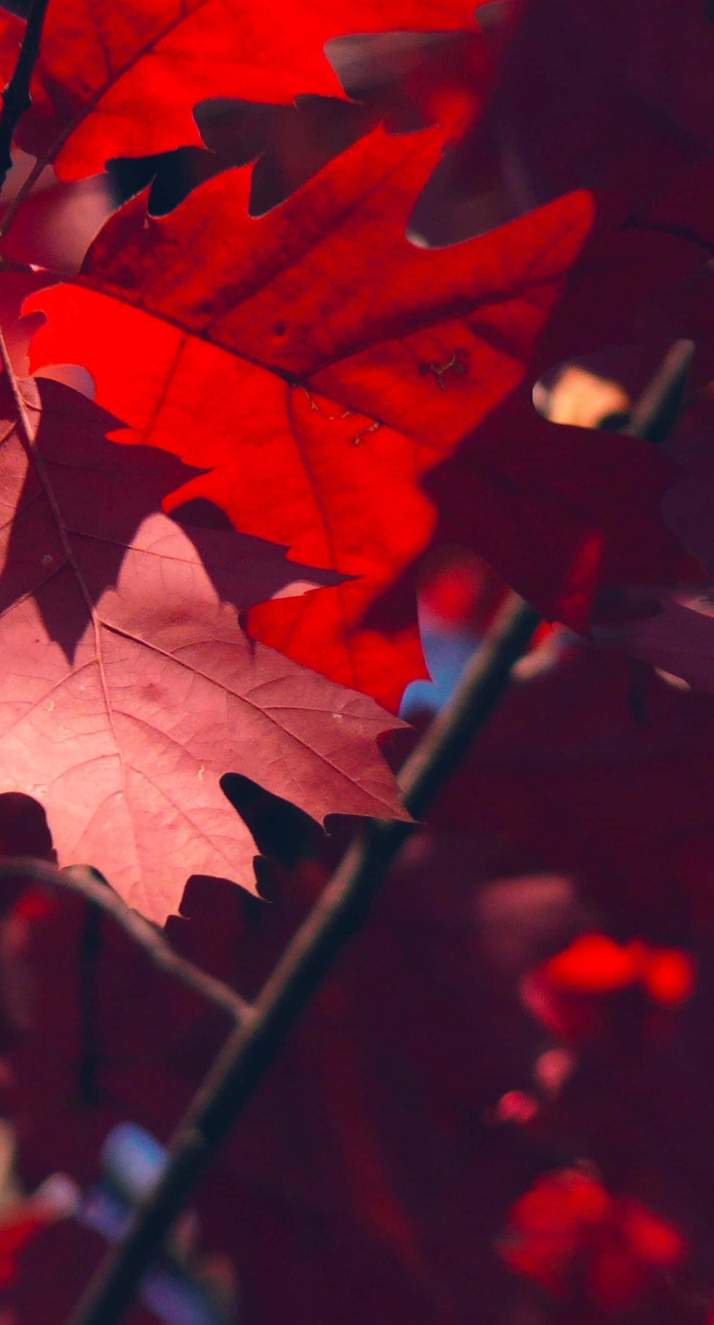 Red iPhone X, vibrant red, maple leaves, 2K Phone Wallpaper
