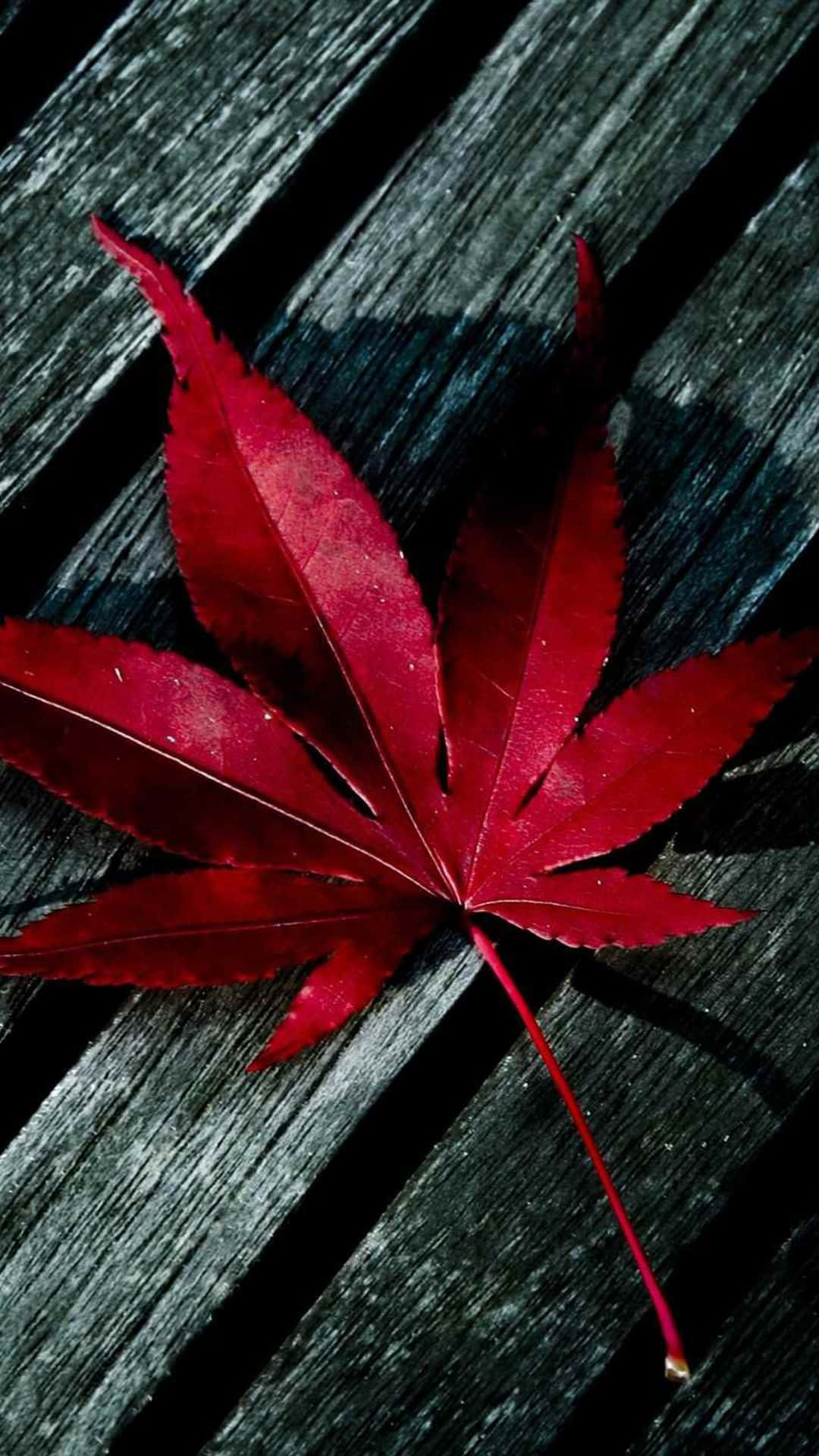Red iPhone X, maple leaf, dark weathered wooden planks, Full HD Phone Wallpaper