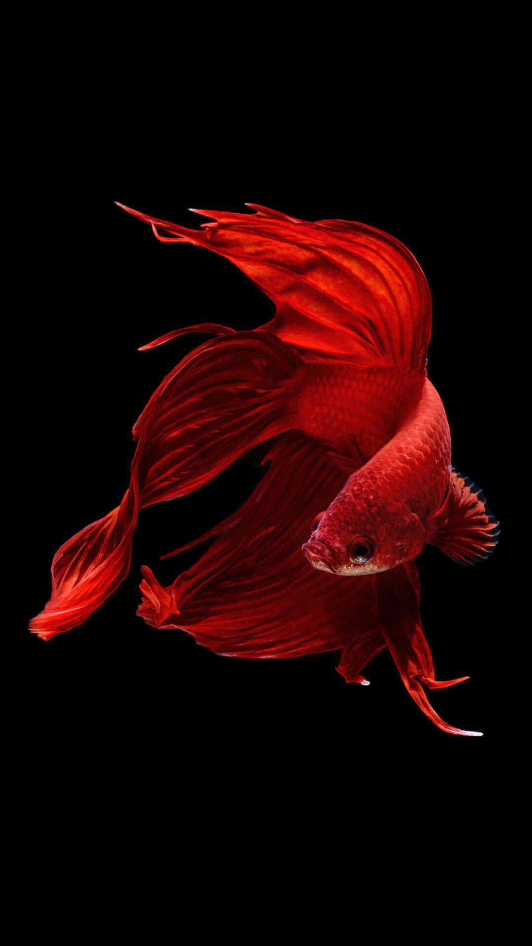 red iPhone X, vibrant red, betta fish, Full HD Phone Wallpaper