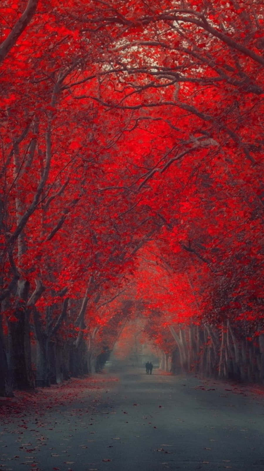 Red iPhone X, crimson leaves, misty path, HD Phone Wallpaper