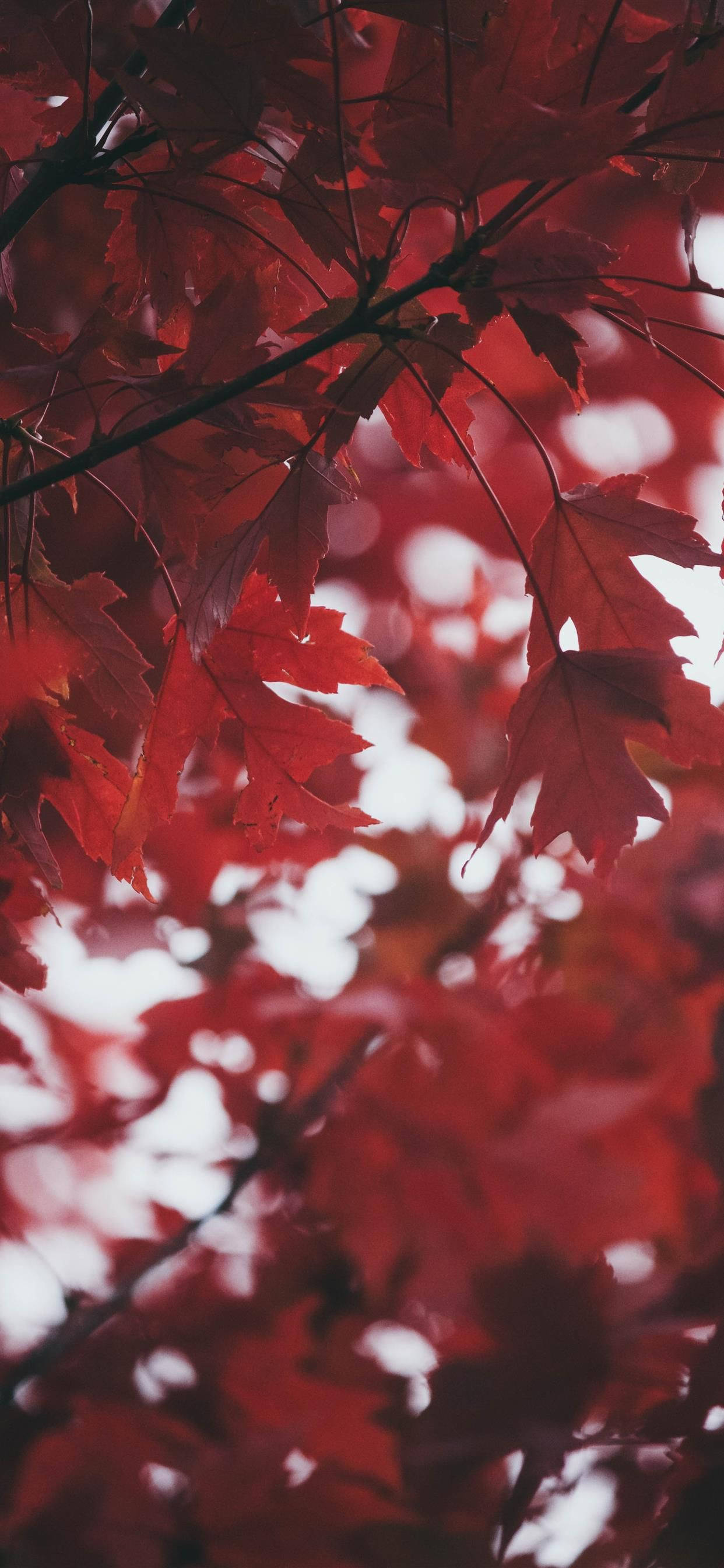 Autumn Leaves, Red iPhone, vibrant red maple leaves, 2K Phone Wallpaper